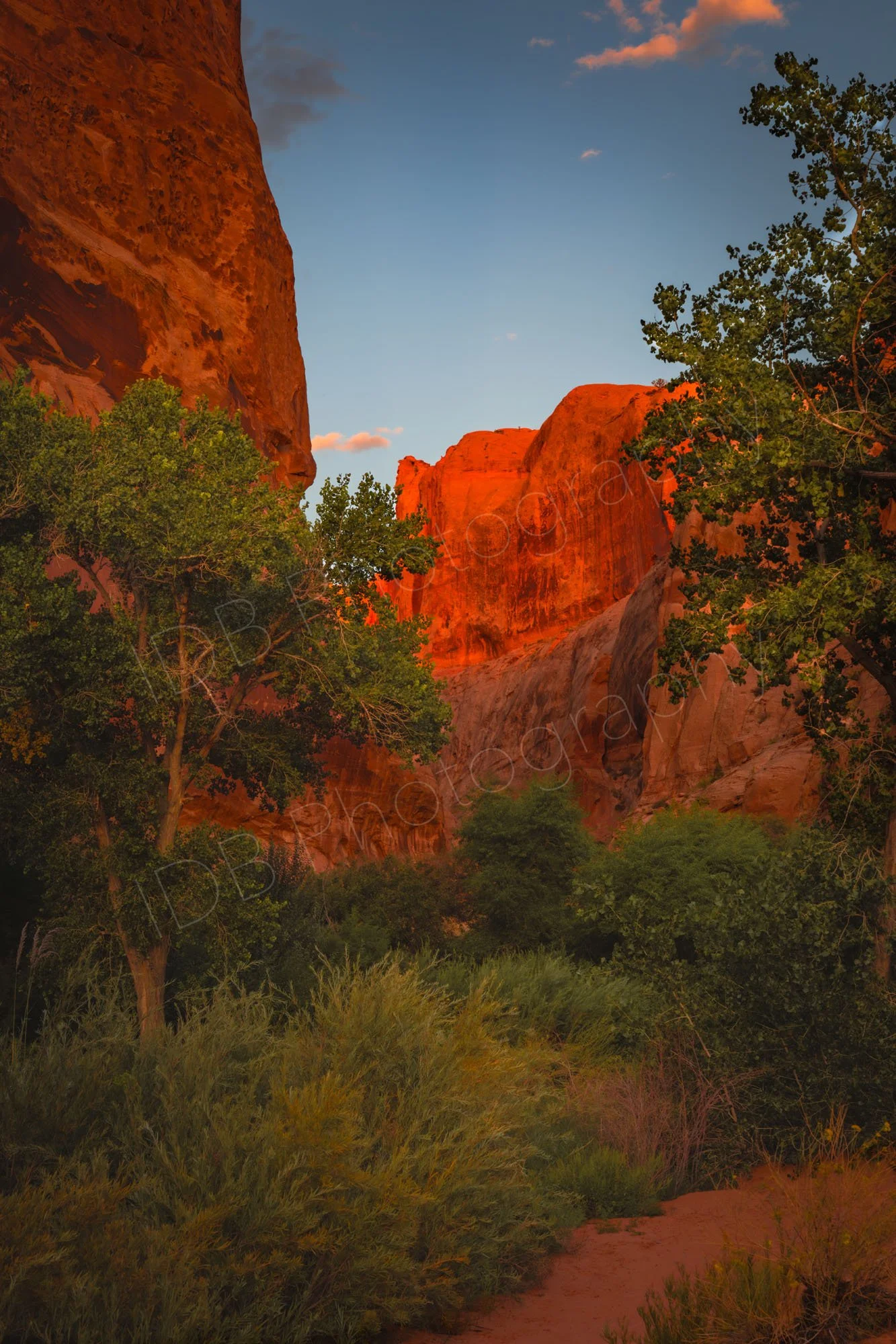 The evening sun illuminates the beautiful red cliffs at Mill Creek trail, Moab, Utah.  Green trees, shrubs and path in foreground, blue sky.
