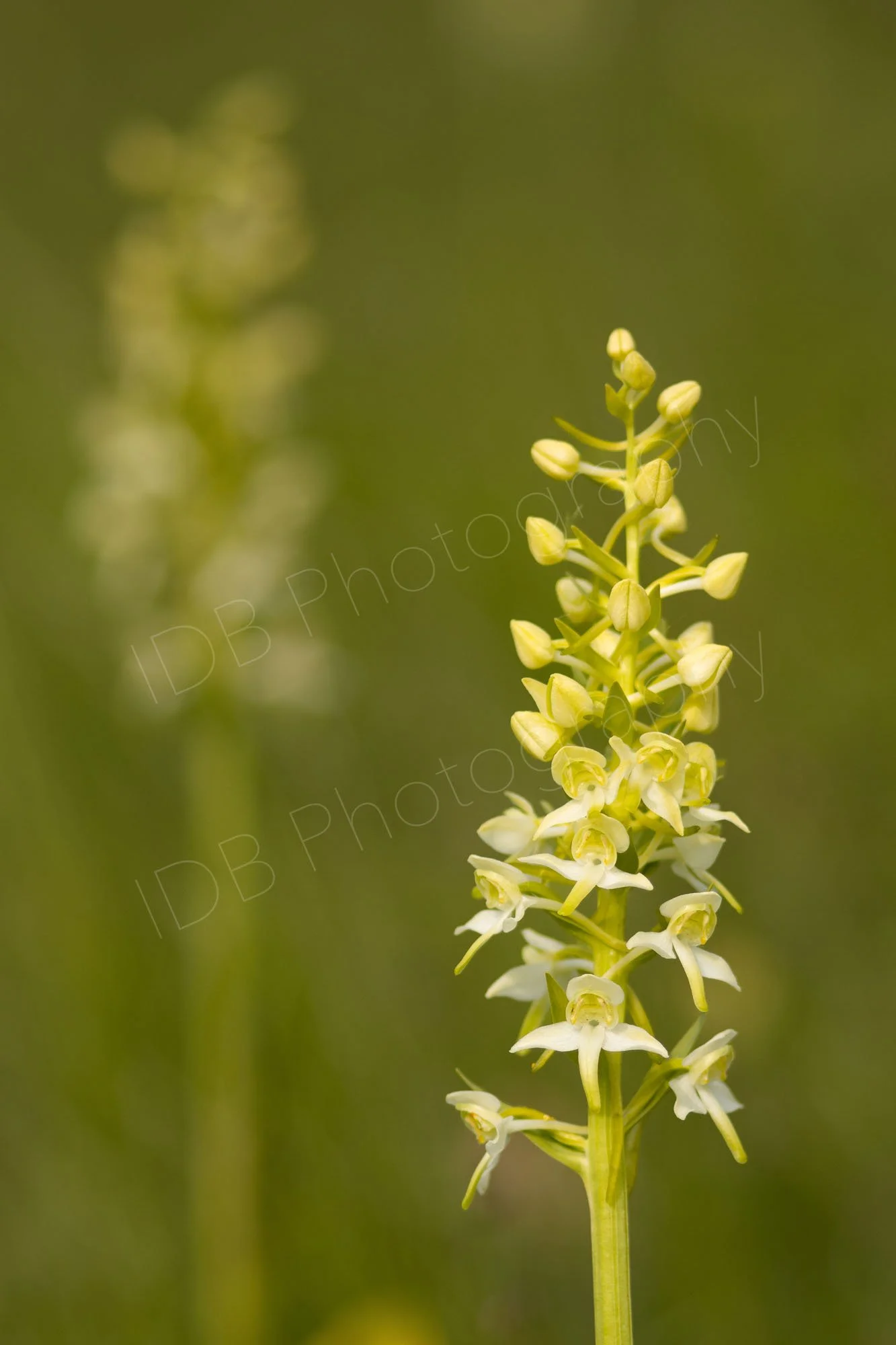 Lesser Butterfly Orchid (Platanthera bifolia) with a second parallel out of focus orchid in the  hazy green background in Kent, UK.
