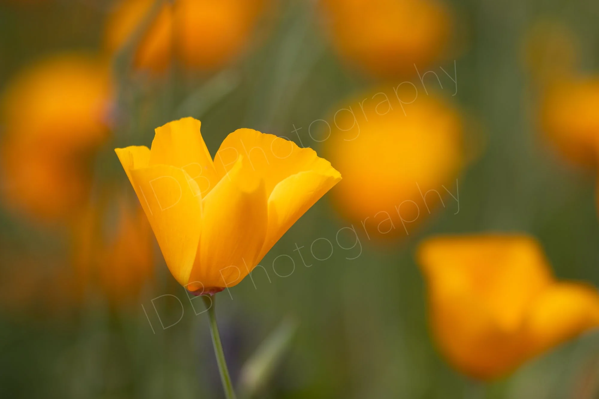 Orange Californian poppy (Eschscholzia californica) with a background of other out of focus poppies. Kent, UK.