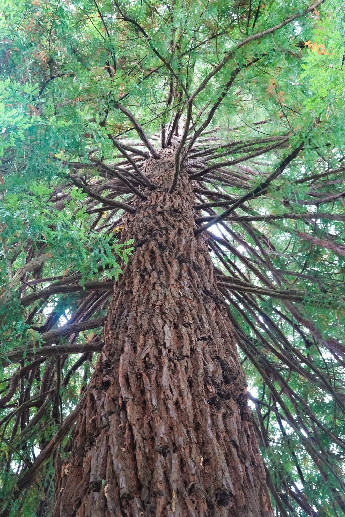 A huge Sequoia tree towering into the sky at Butchart Gardens, Victoria,  Vancouver Island, British Columbia.