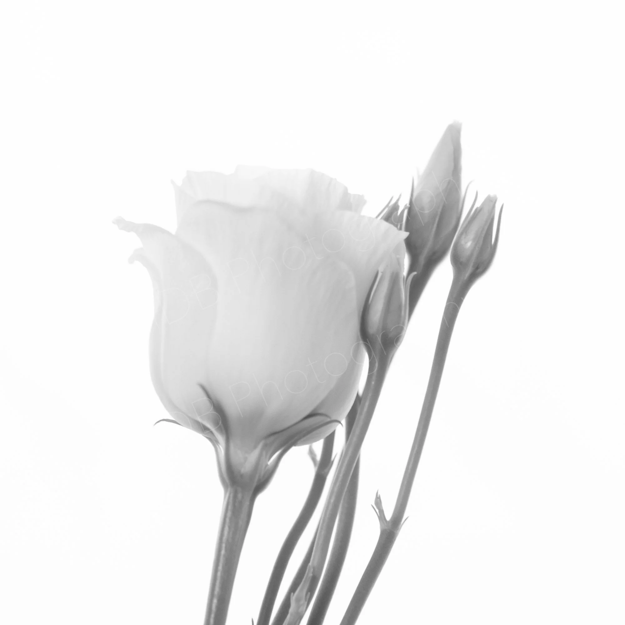 Black and white close-up of a white lisianthus flower with three buds on stems to the side on a white background.