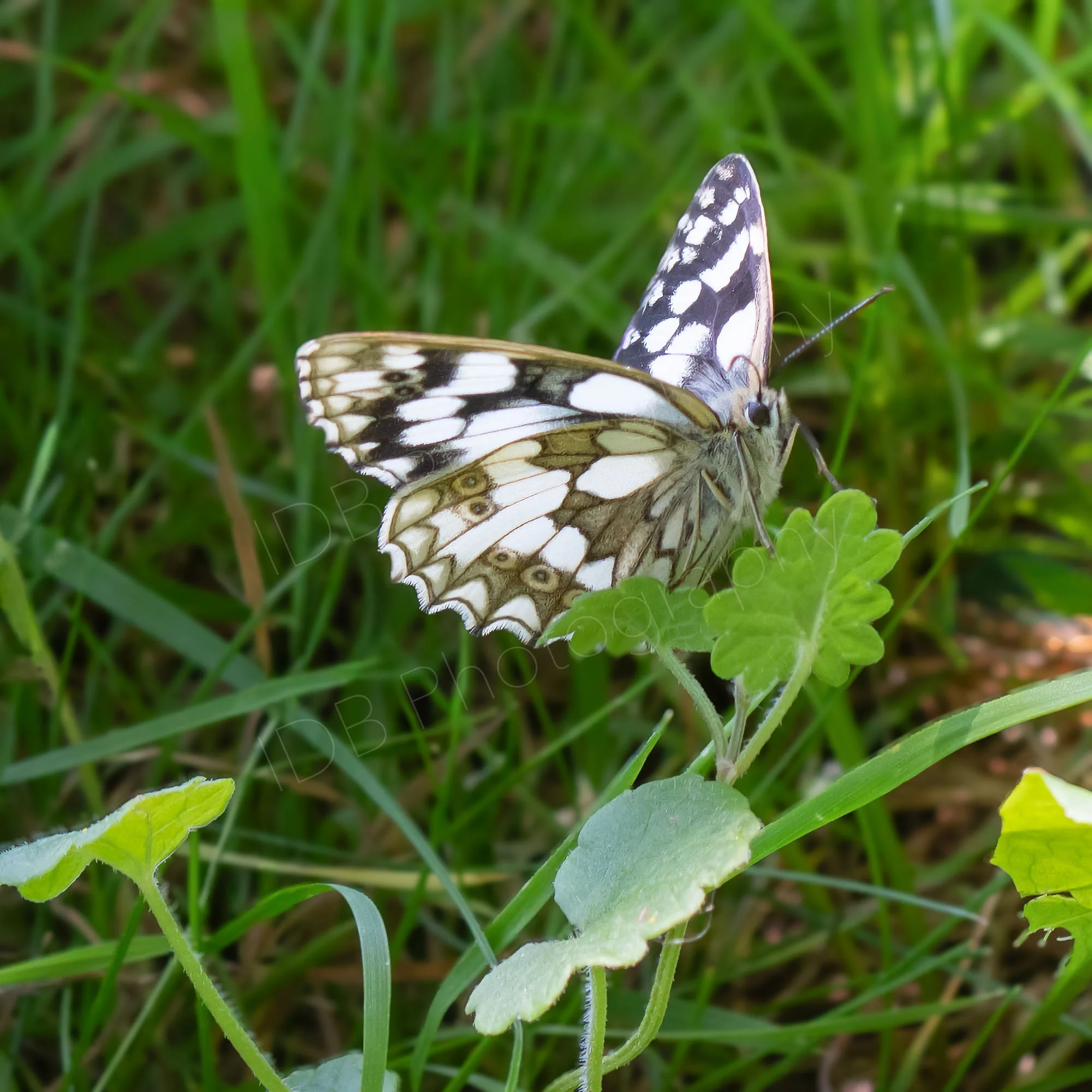 Female Marbled White butterfly (Melanargia galathea)  on leaves of Ground Ivy (Glechoma hederacea) with grassy background; Hampshire, UK.