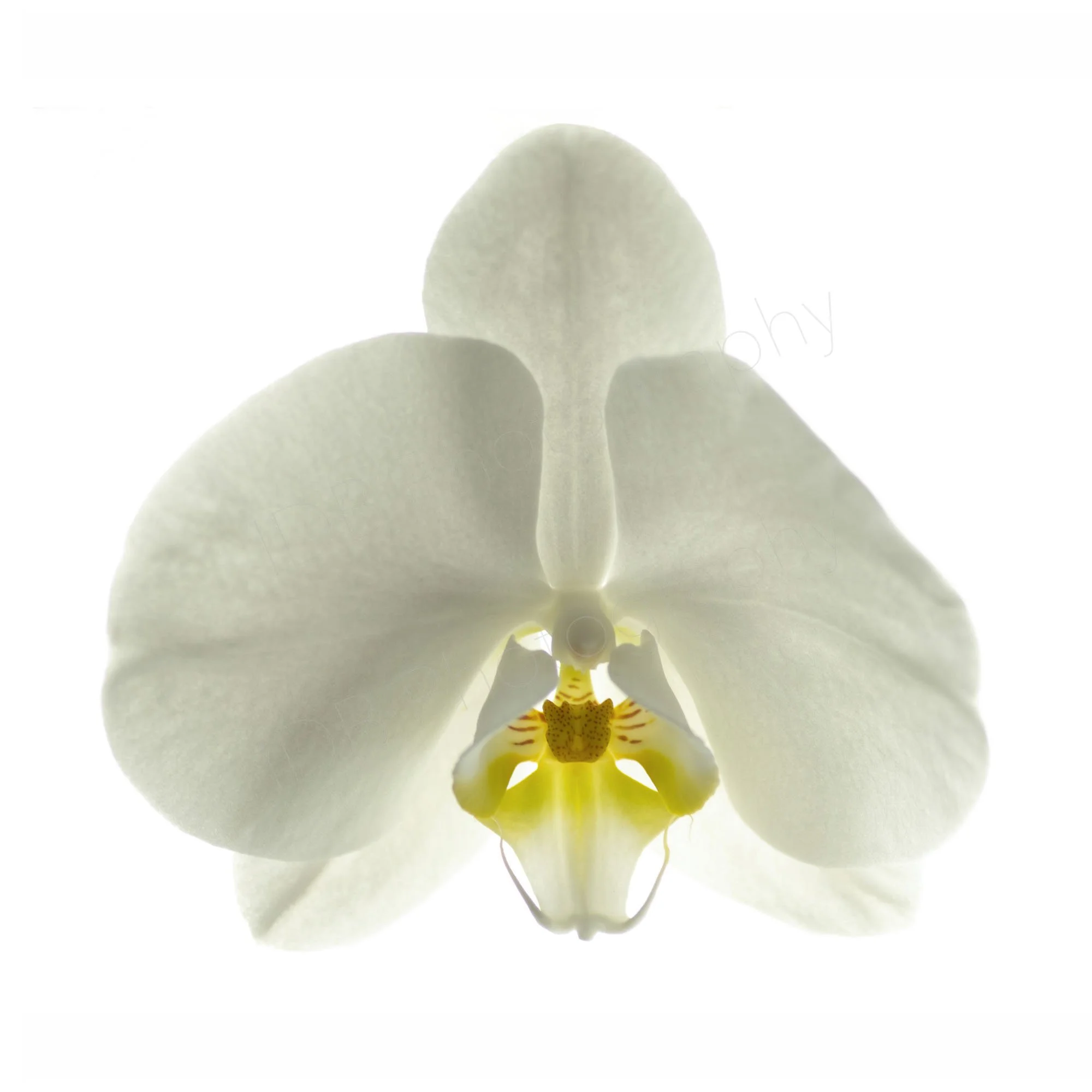 A high-key image of a single flower head of white Phalaenopsis Amabilis. White on white.