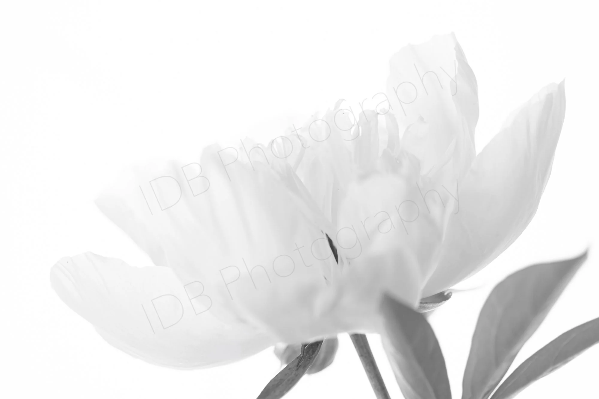 Black and white image of a white peony flower with delicate petals and a few leaves against a plain white background.