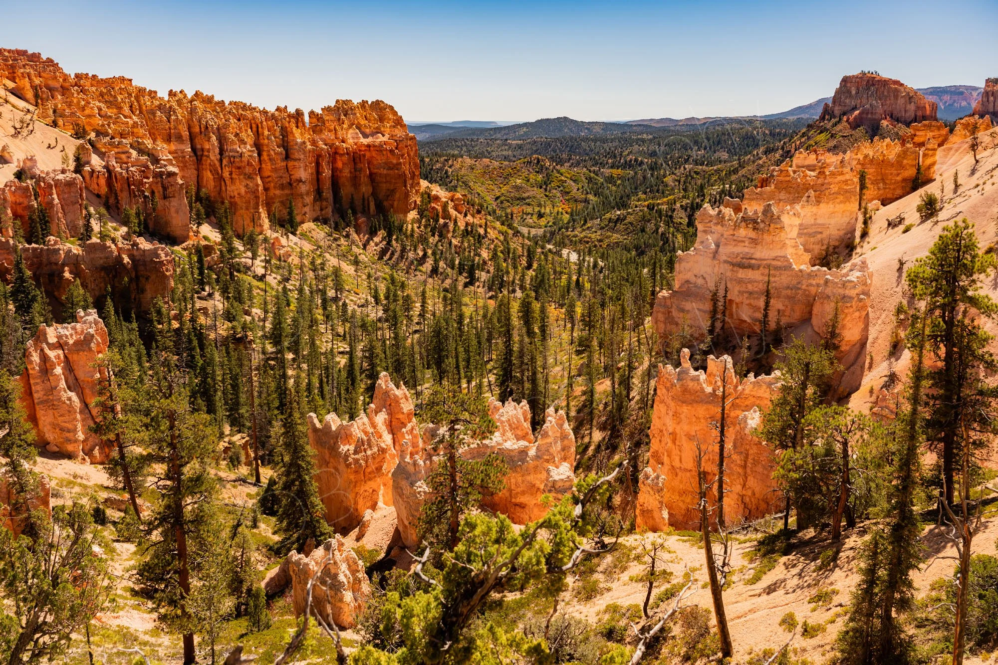 Swamp Canyon at Bryce Canyon National Park, Utah. Beautiful orange hoodoos sit around plentiful pine trees beneath a pale blue sky.