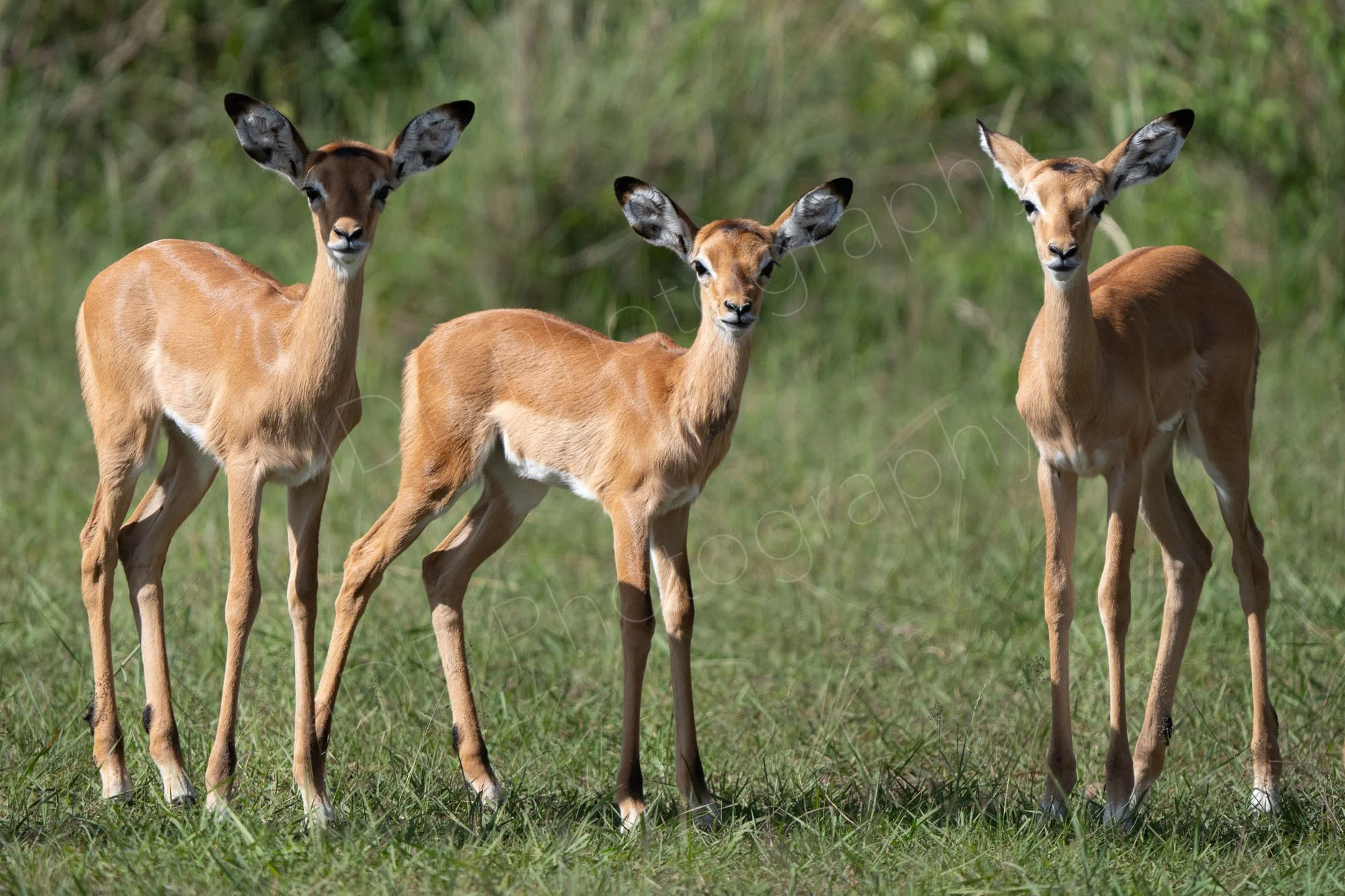 Group of three young Impala facing the camera, Masai Mara, Kenya.