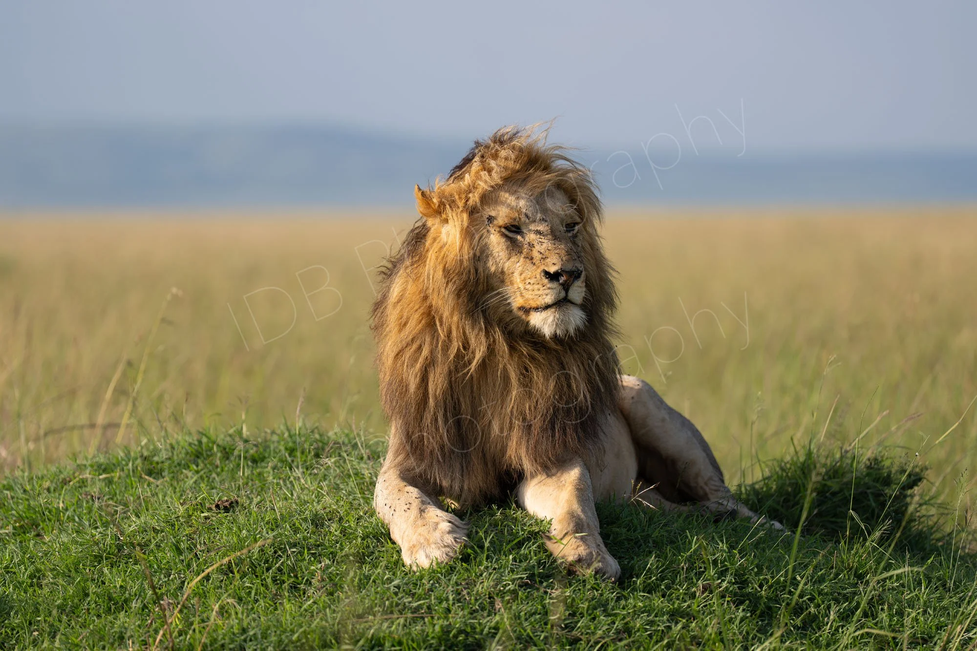 Handsome male lion with beautiful mane lies on a raised mound in the Masai Mara, Kenya. Some flies are on his face.