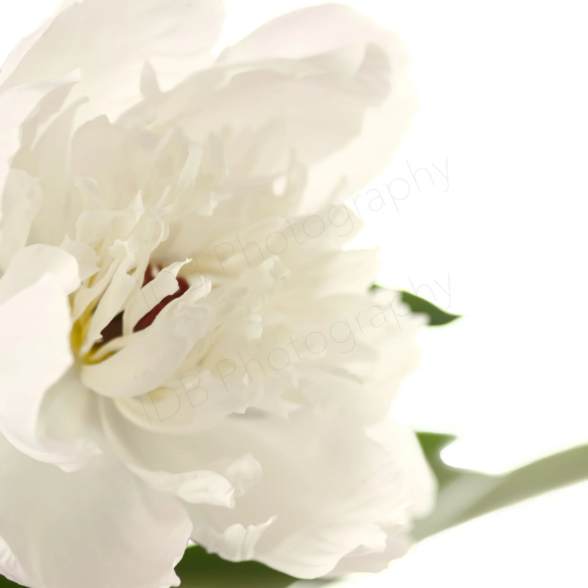 Oblique image of a white peony flower, Paeonia lactiflora Immaculée, with hazy green leaves on a white background. White on white.