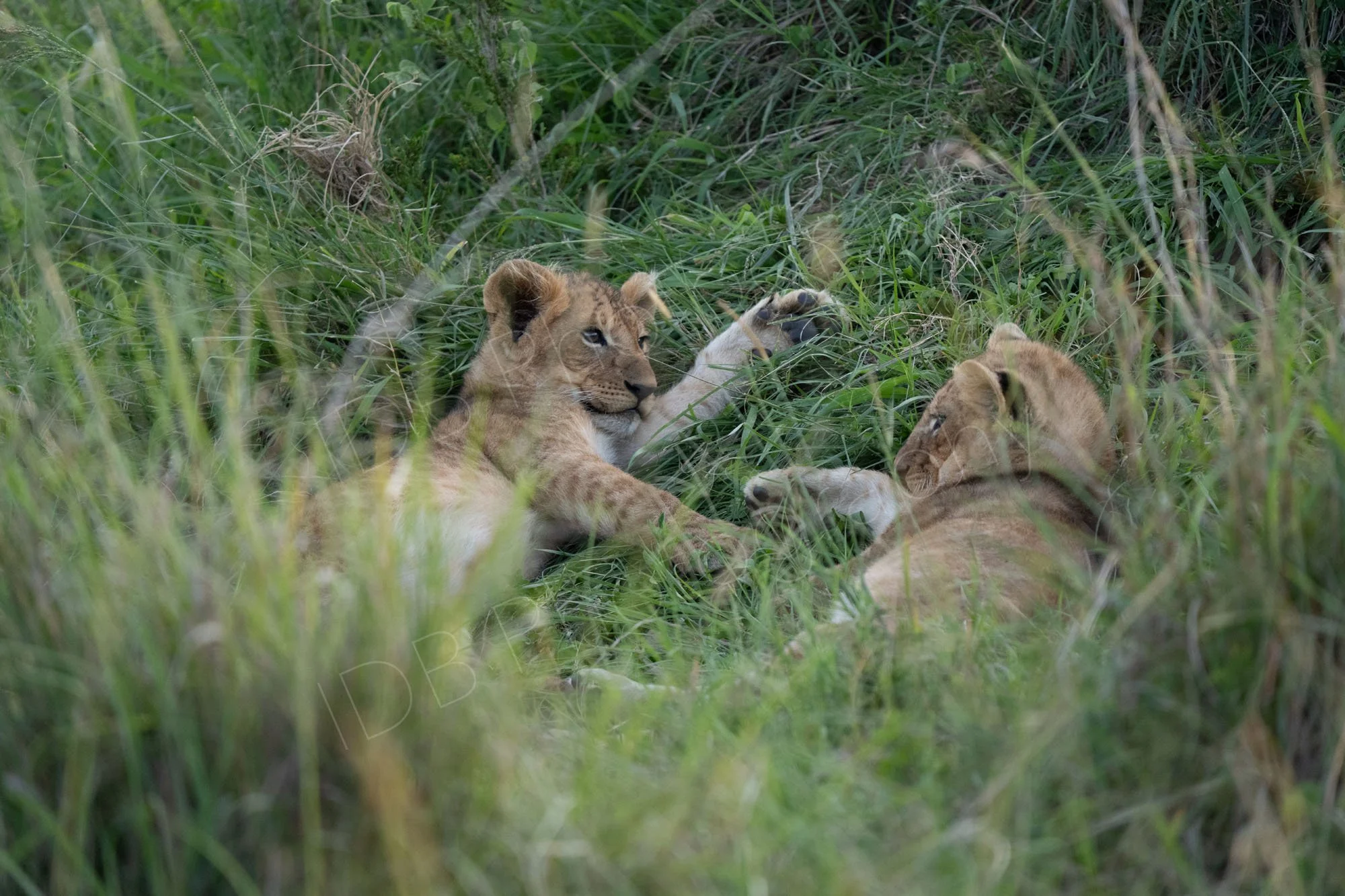 Two lion cubs lying down playing. Masai Mara, Kenya.