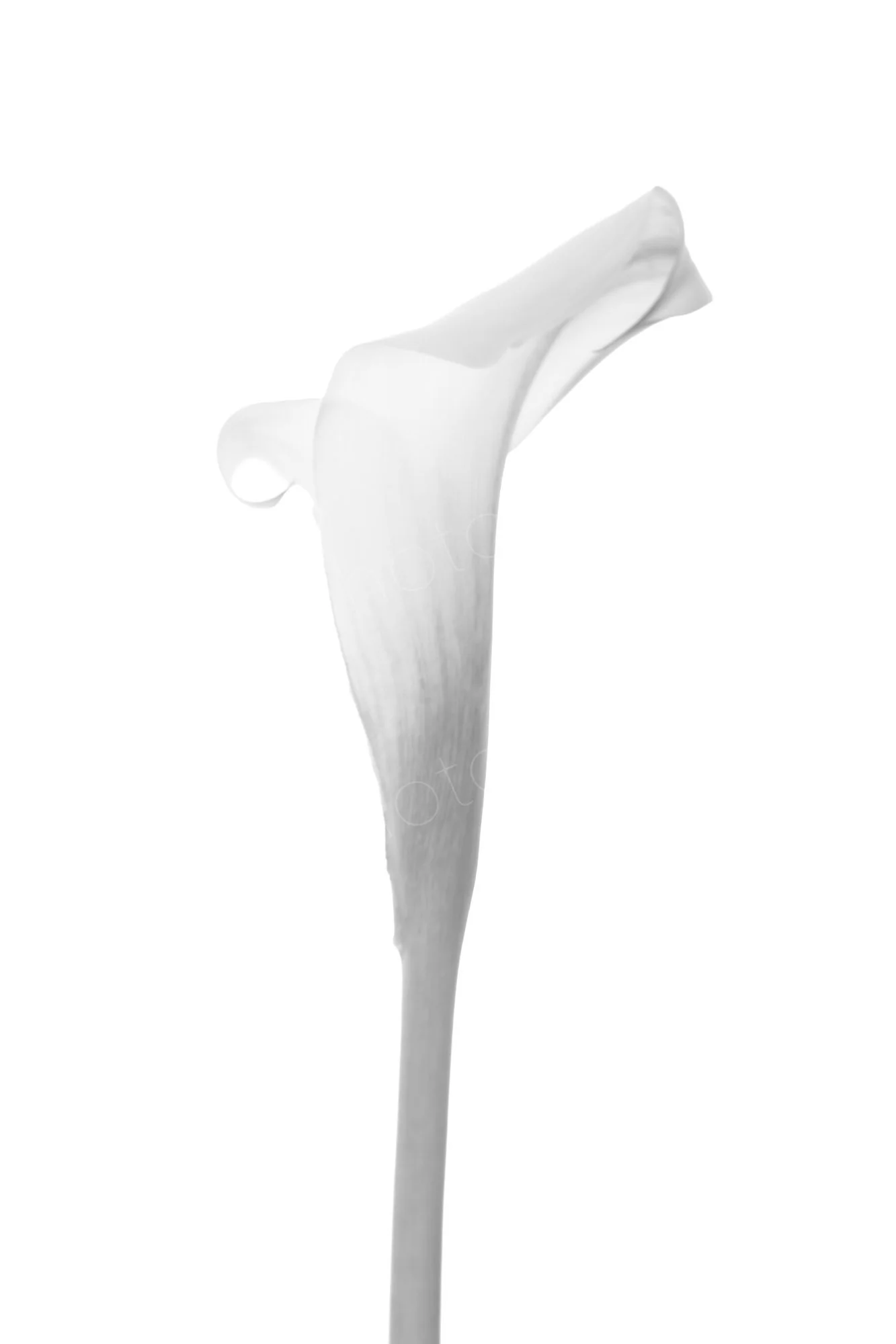 Black and white view of a vertical single white calla lily spathe with a smooth stem, against a plain white background.