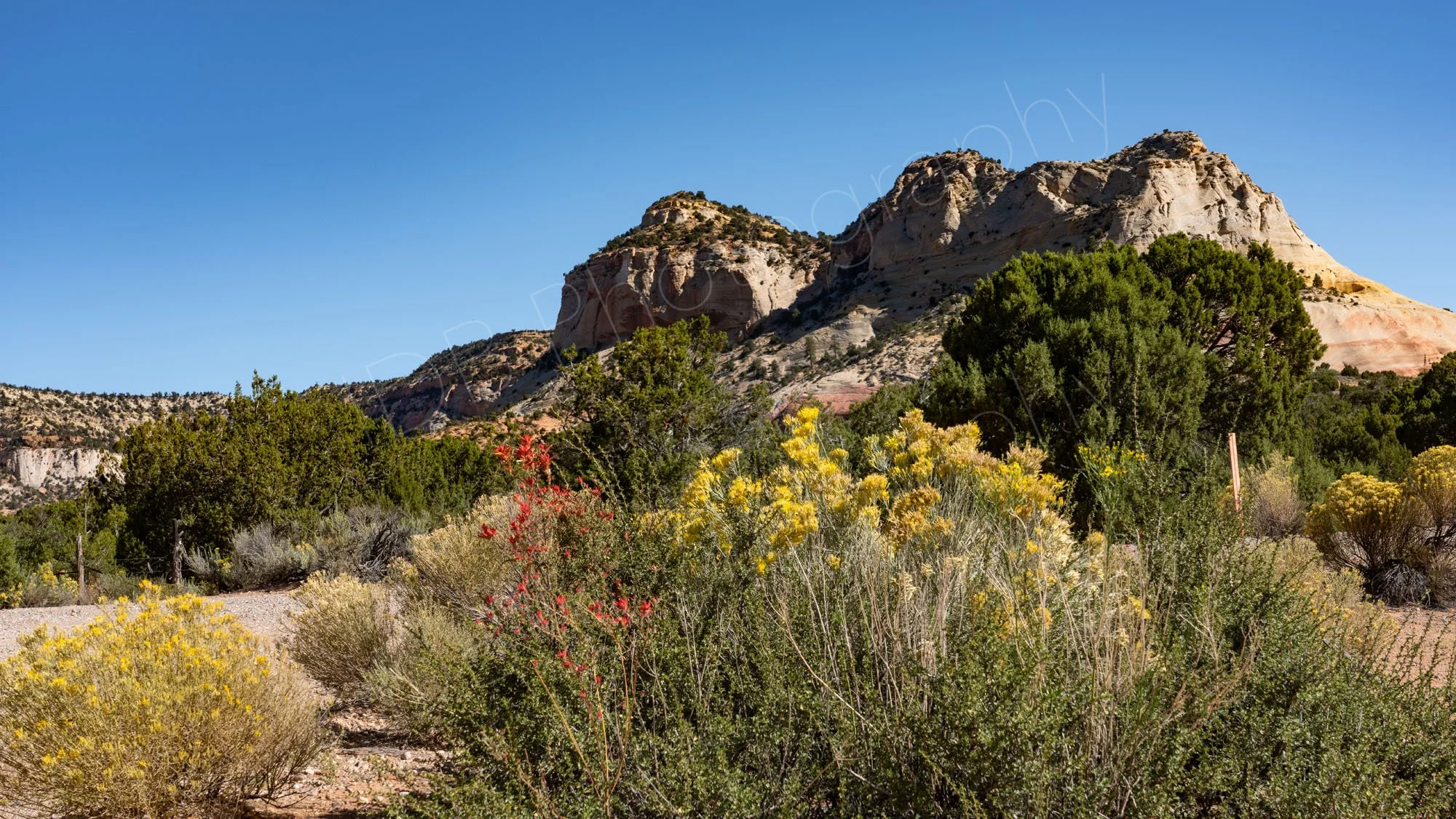 Rugged terrain and grey and pink sandstone cliffs of Southern Utah featuring scattered pinyon-juniper trees and flowering desert shrubs.