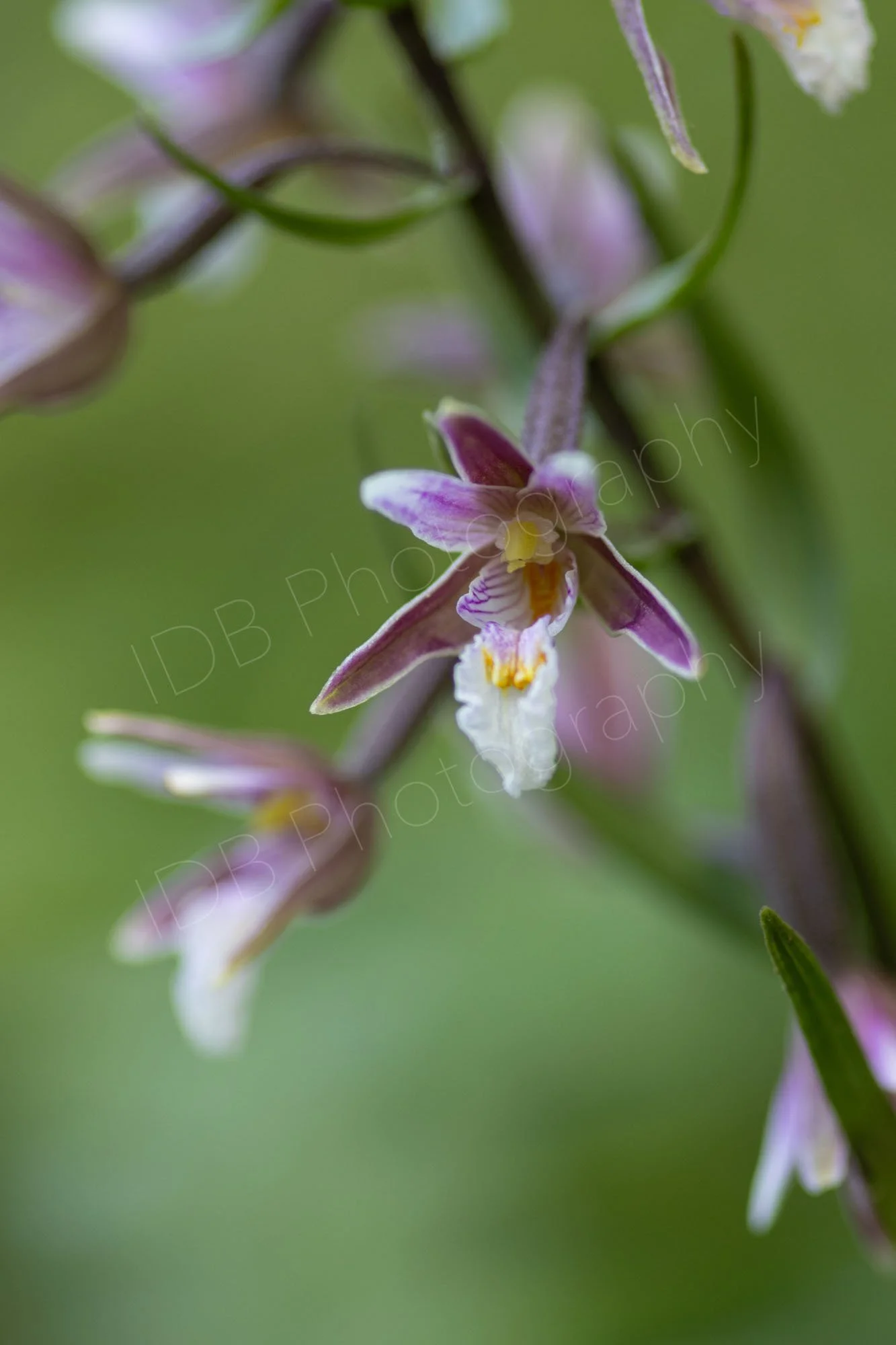 Marsh Helleborine (Epipactis palustris) on a hazy green background. Rye Harbour, East Sussex, UK.