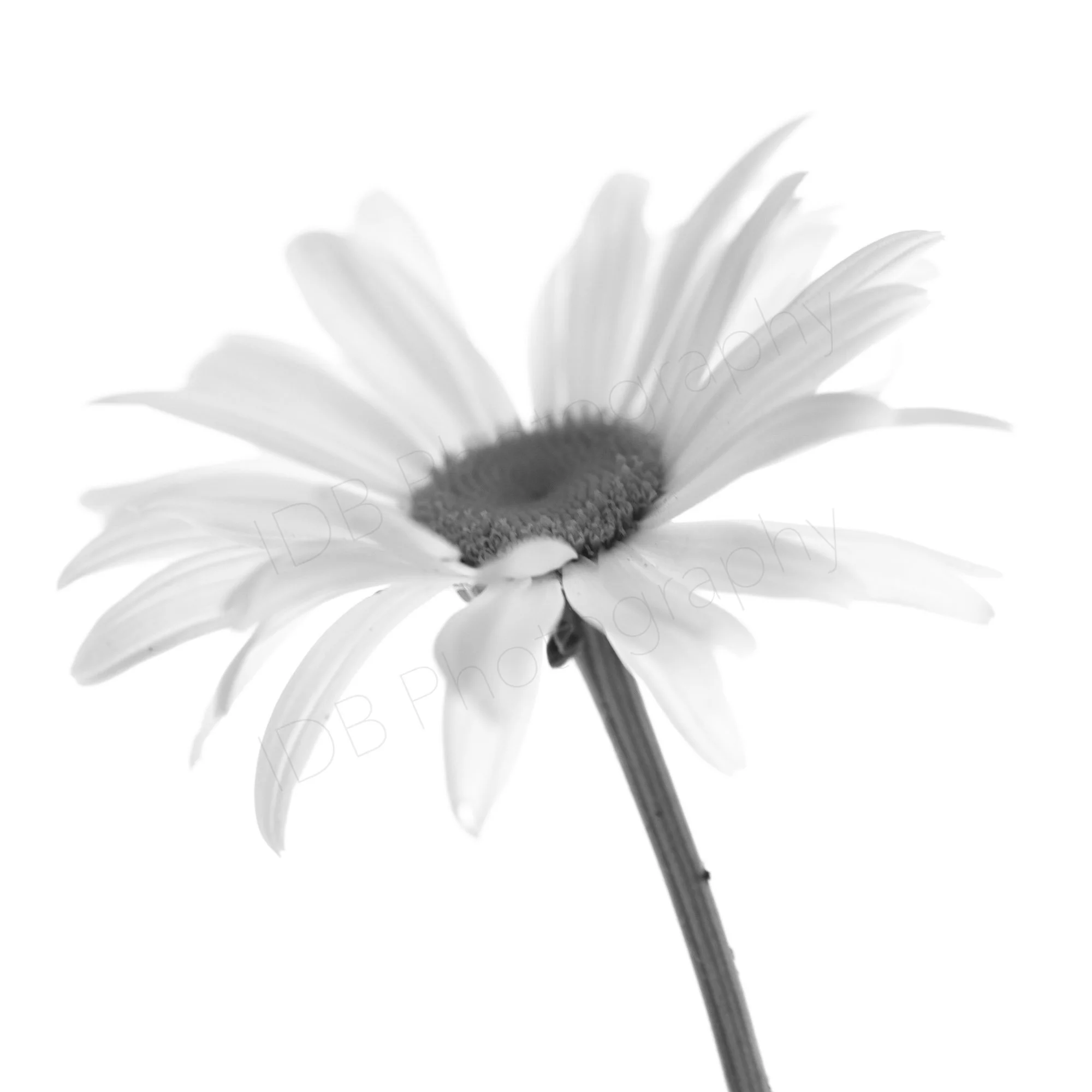 Close-up of a daisy flower with white petals and a dark center, slightly blurred, against a white background.