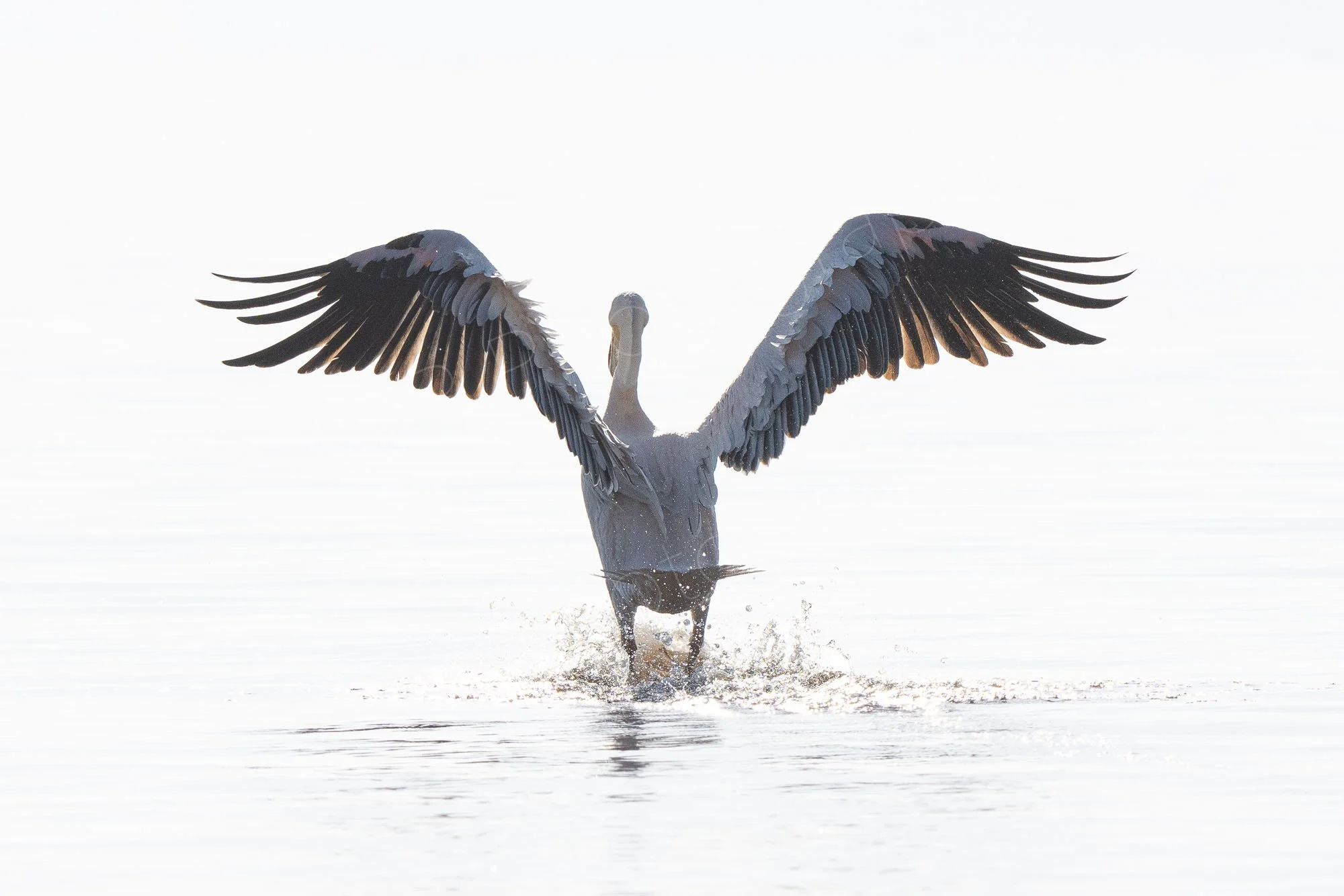 High-key image of a Great White Pelican (Pelecanus onocrotalus) landing on water at Lake Nakuru, Kenya, Pelican art.