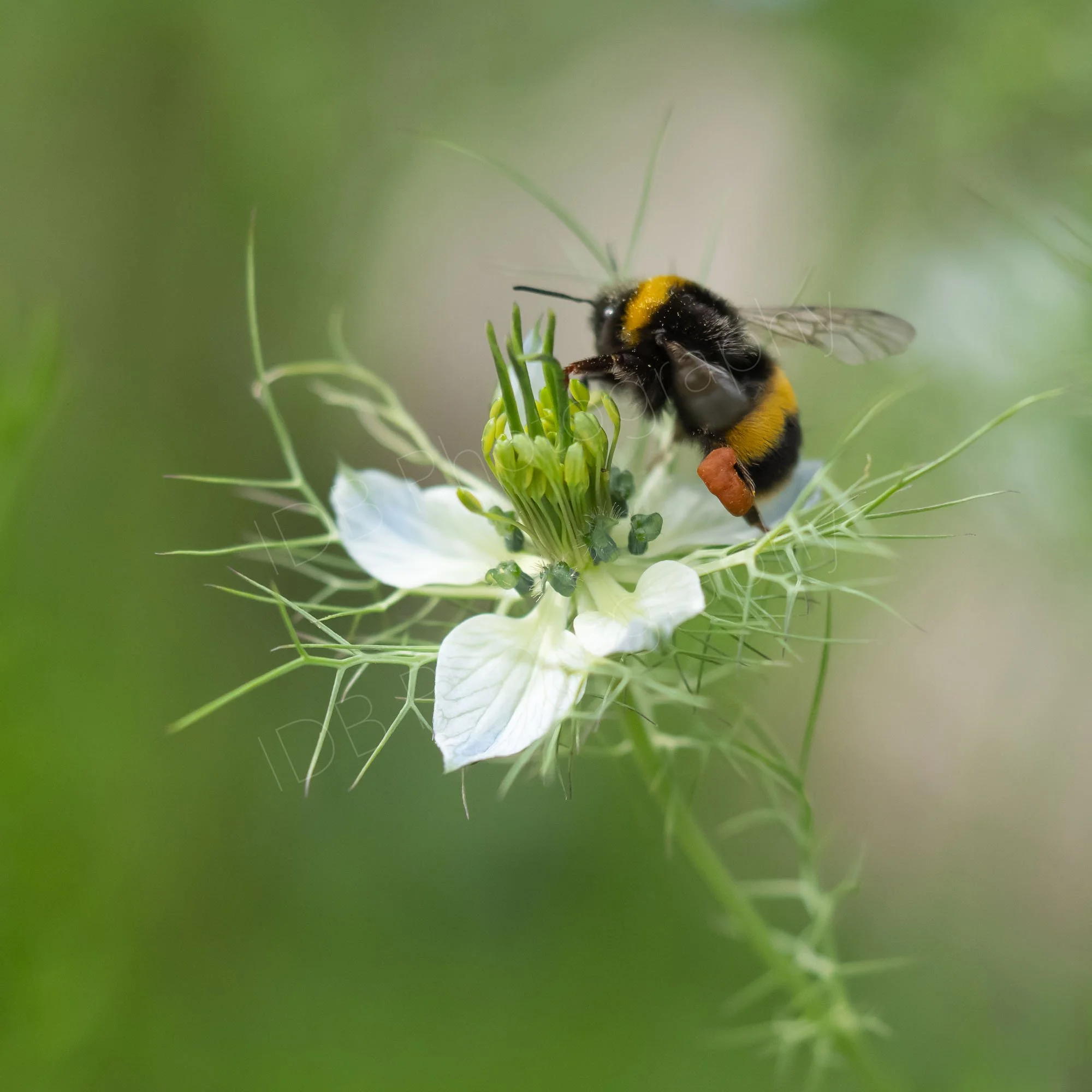 Bumble Bee with pollen sac on a white Love in the Mist (Nigella damascena) flower with soft bokeh background. Kent, UK.