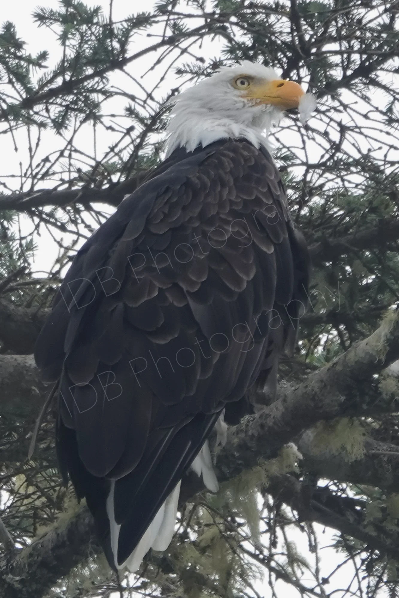 A bald eagle (Haliaeetus leucocephalus) perched in a tree with braches behind. Vancouver island, BC, Canada.