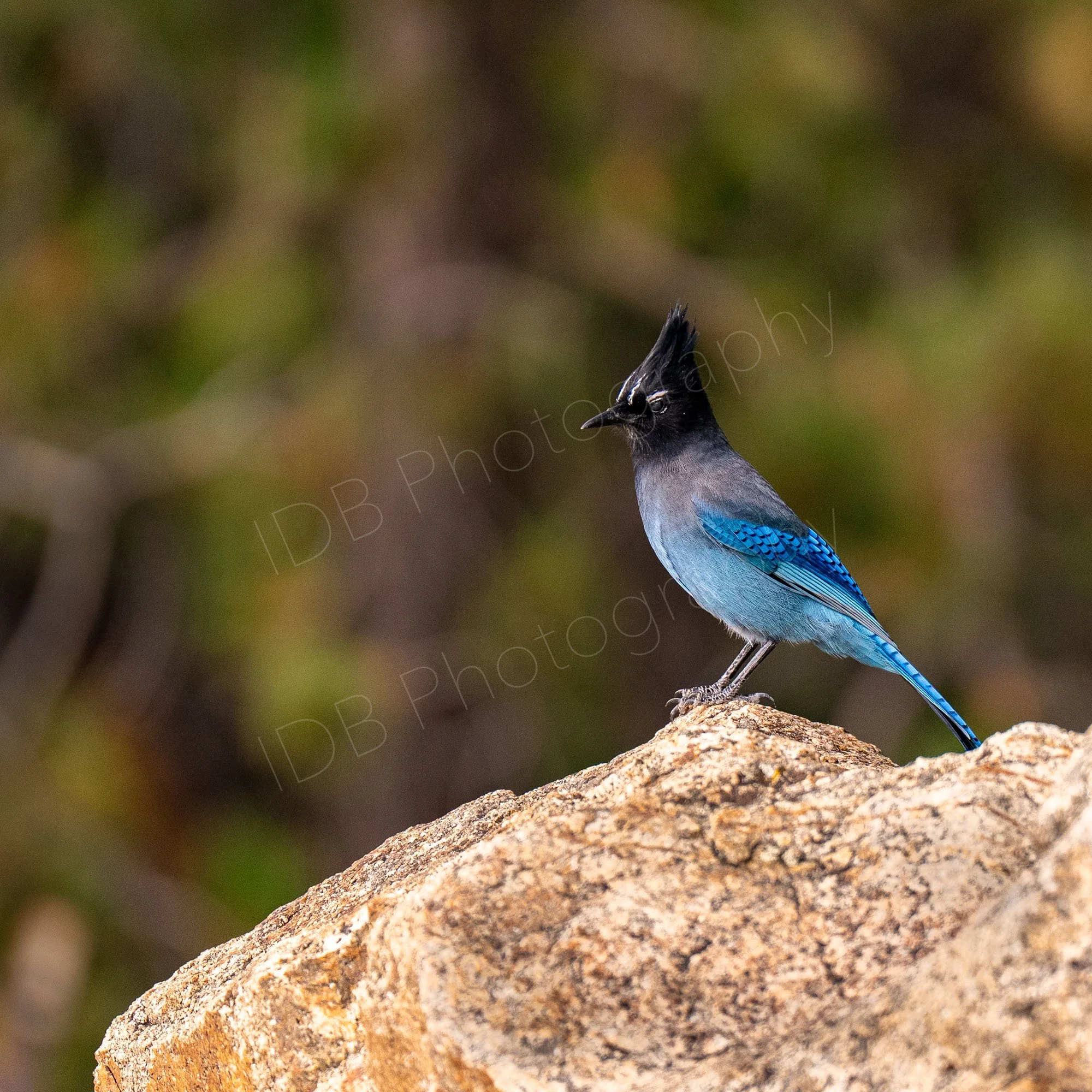 Steller's jay (Cyanocitta stelleri), standing on a buff coloured rock with nice green and brown background. Estes Park, Colorado, USA.
