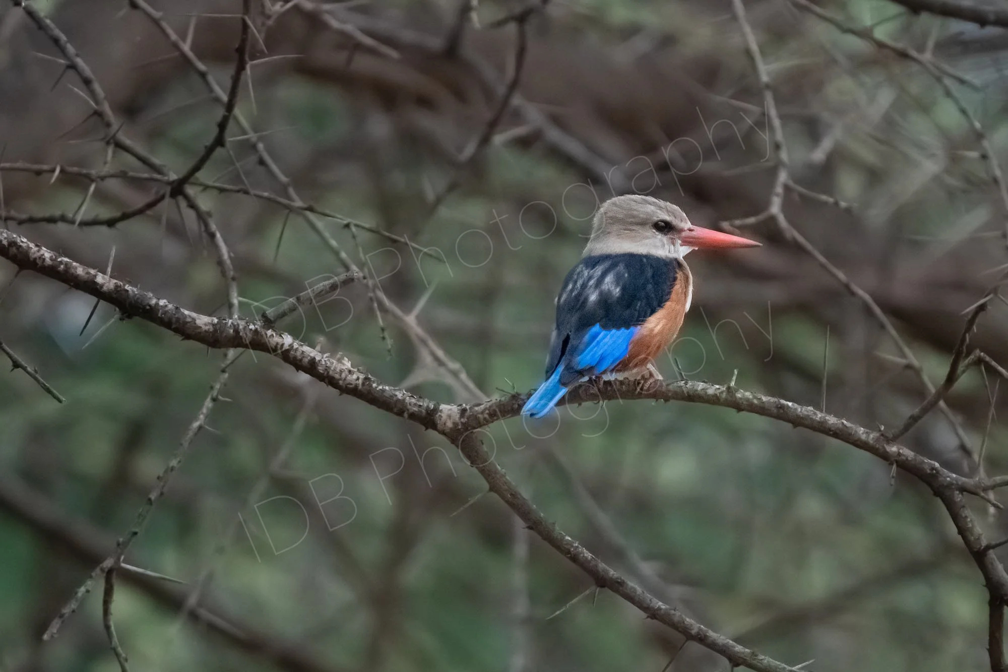 Grey headed Kingfisher bird, (Halcyon leucocephala), Amboseli, Kenya.