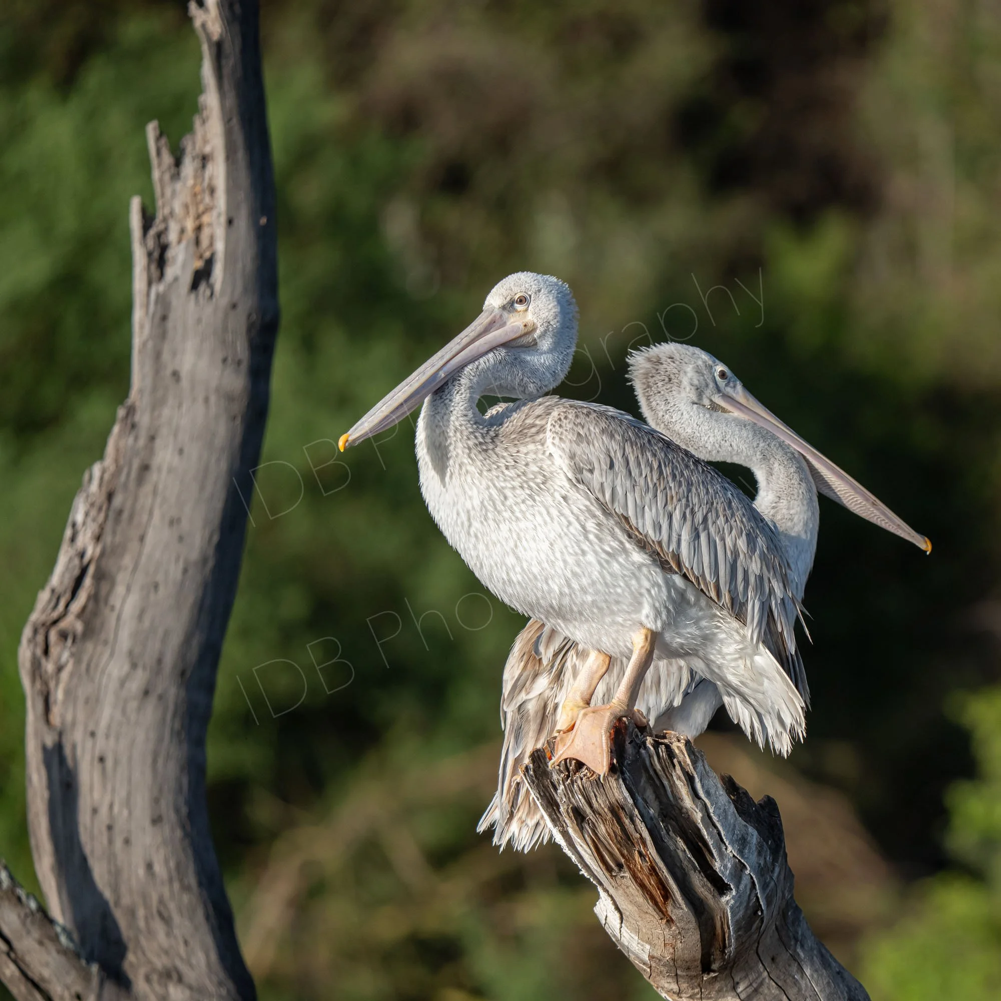 Two Pink-Backed Pelicans (Pelecanus rufescens) with heads facing opposite directions on a dead tree stump, Lake Nakuru, Kenya.