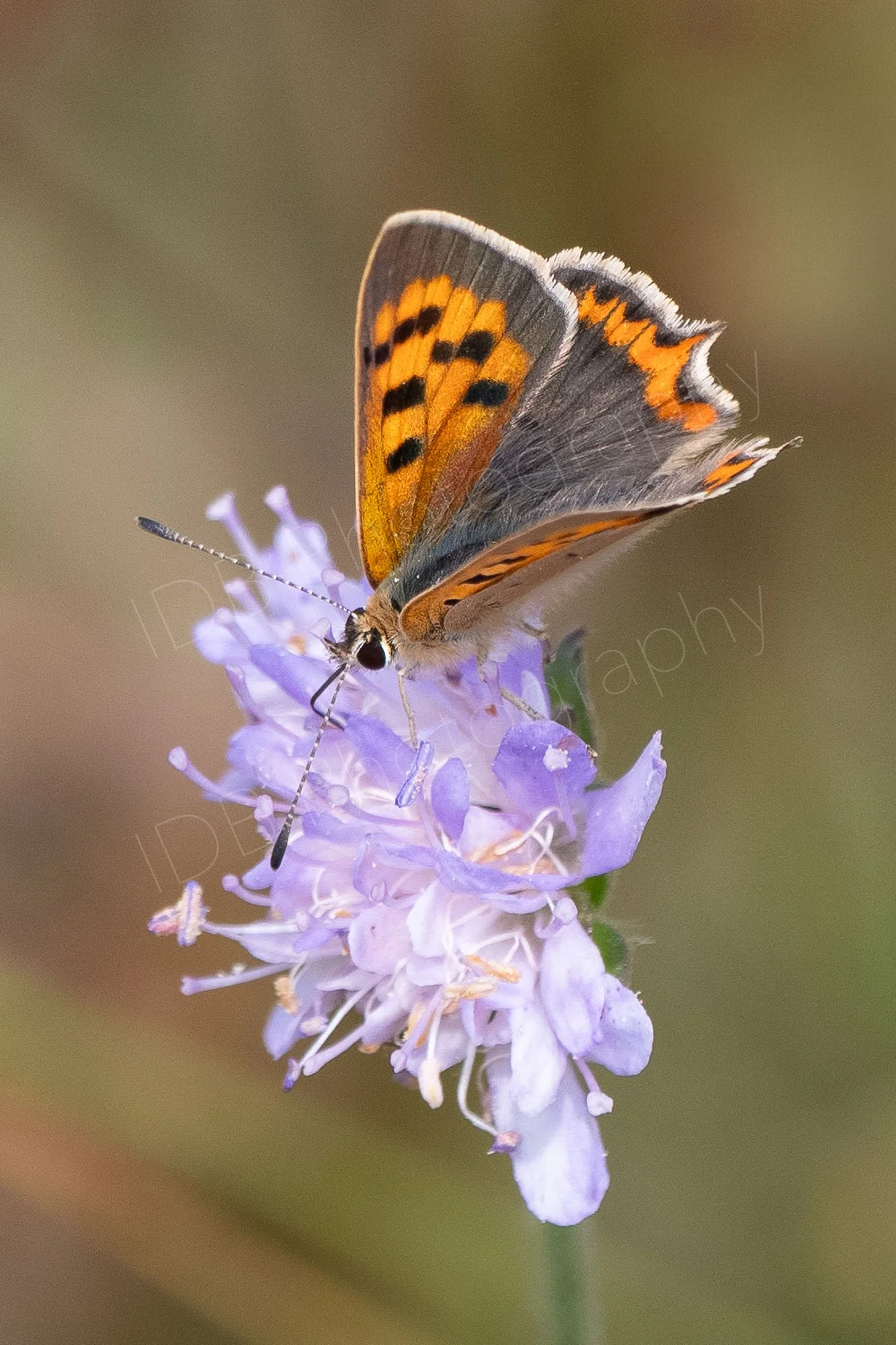 A Small Copper butterfly (Lycaena phlaeas), on a lilac colour scabious flower. Hazy, brown/green background. Gloucestershire, UK.