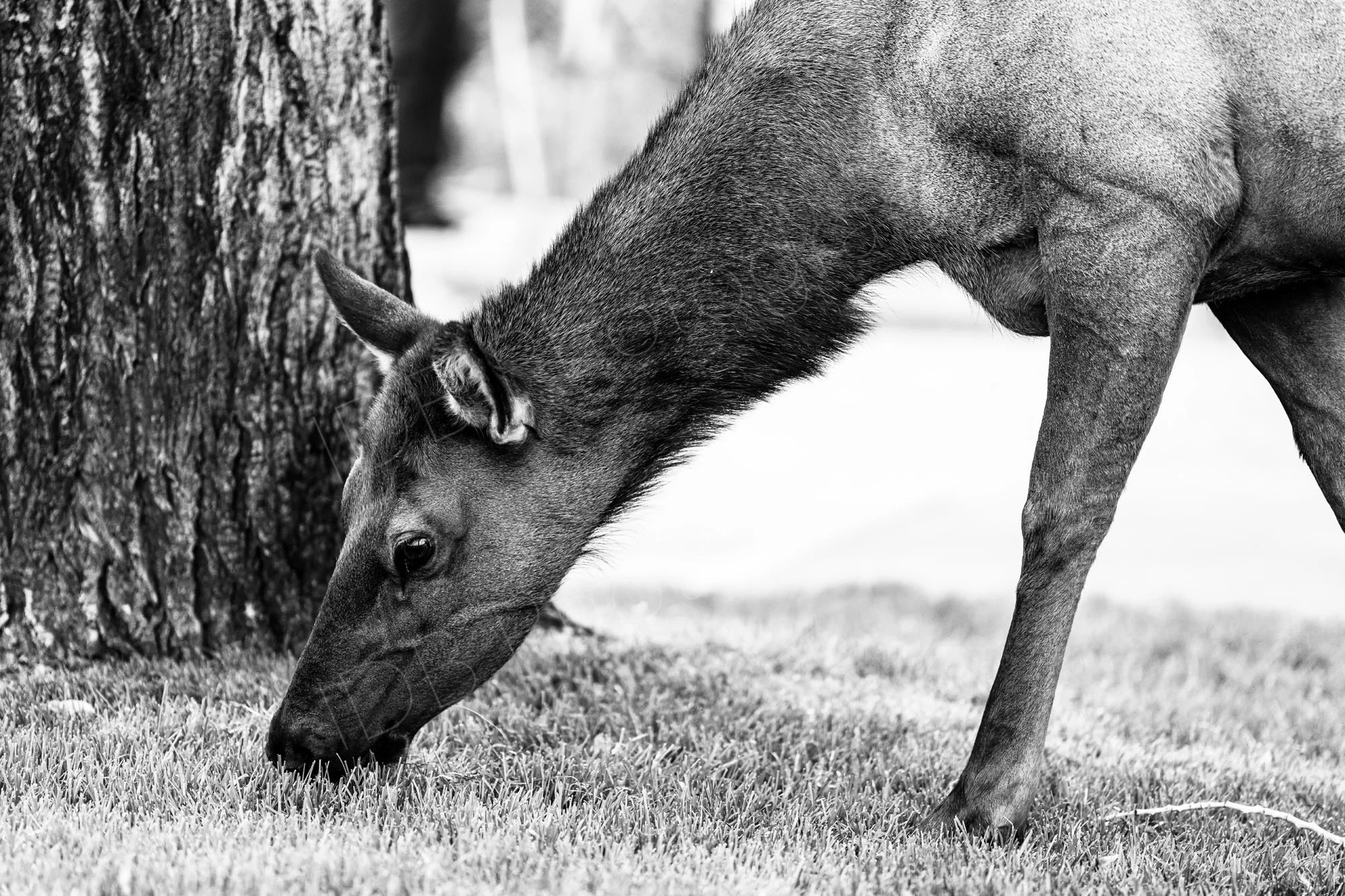 Close up black and white image of a female elk nibbling the grass with a tree trunk in the background. Estes Park, Rocky Mountain National Park, Colorado, USA.