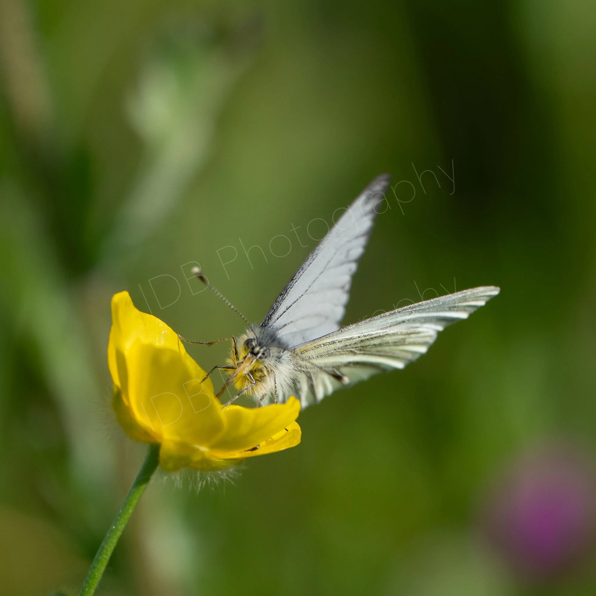 Green-veined White butterfly (Pieris napi) on a buttercup, both set at an angle, mainly green bokeh background; Gloucestershire, UK.
