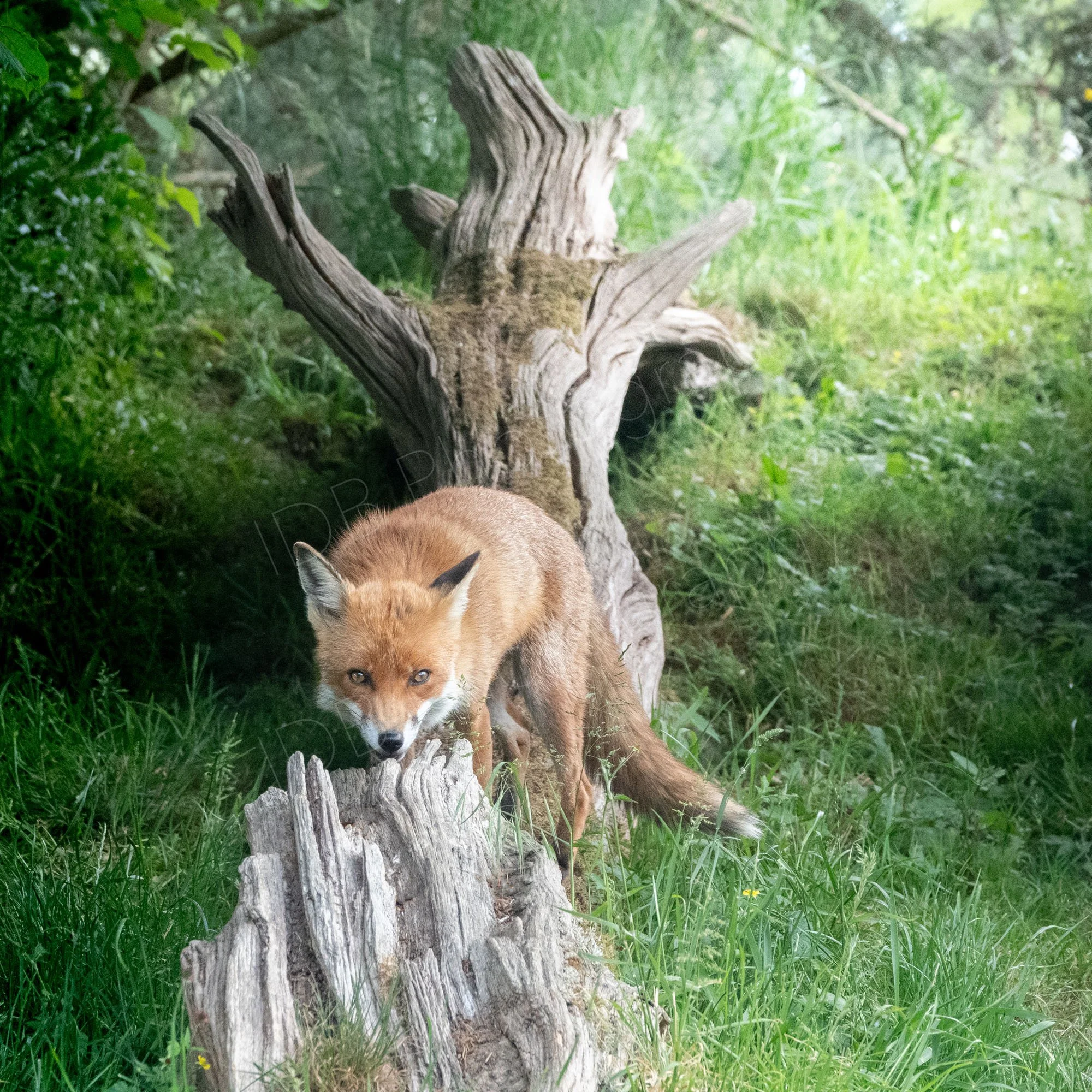 Red fox on a fallen dead tree trunk with grass and trees around. East Sussex, UK.