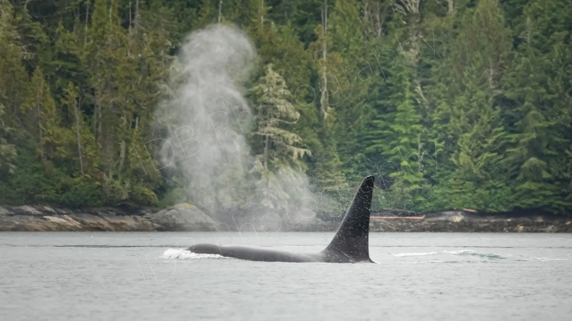 A large finned Orca surfaces in Blackfish Sound, BC, Canada, with a large spout of condensed air ; dense forest background.