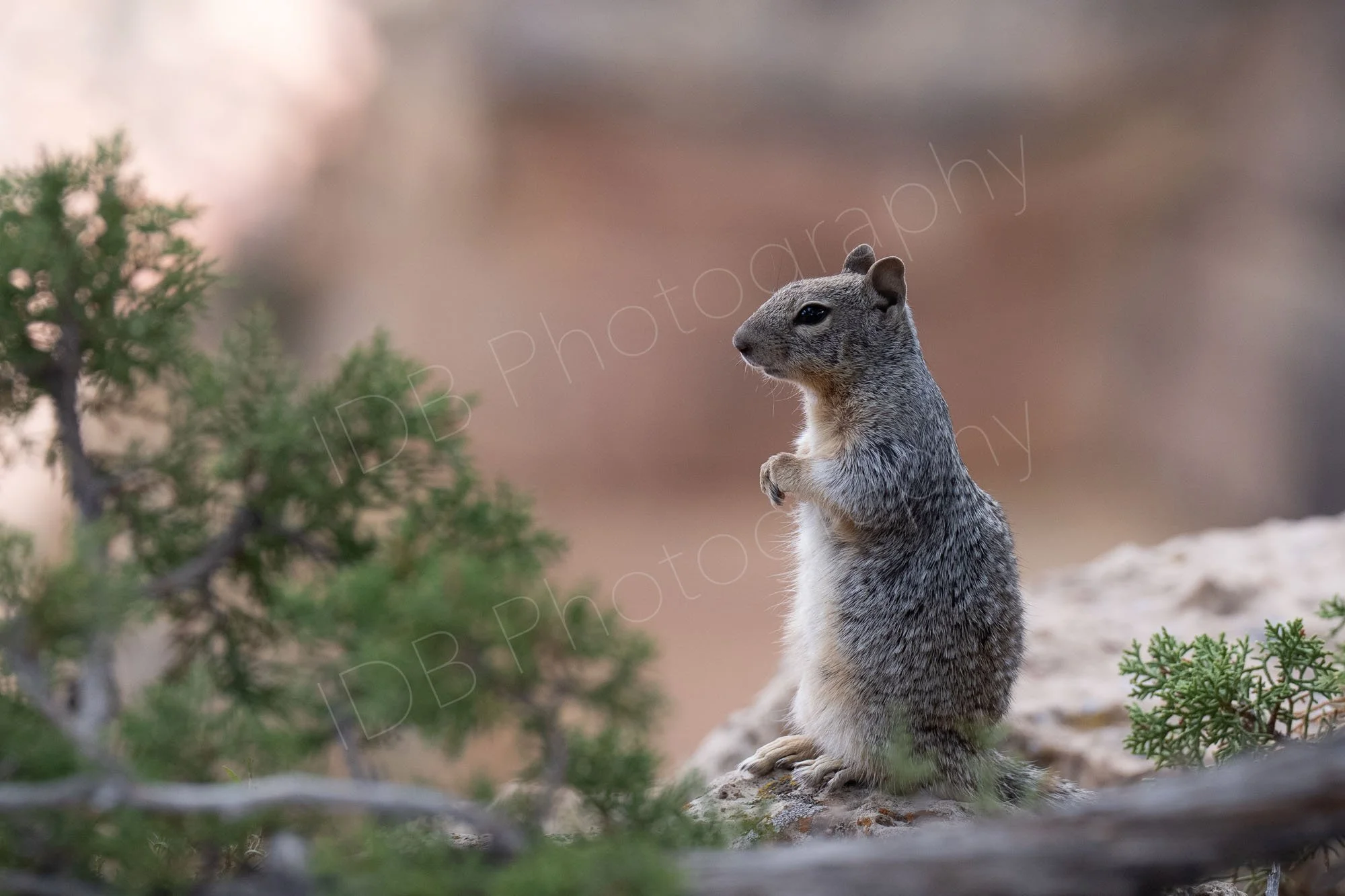 California ground squirrel sitting upright on a rock facing a green shrub with subtle brown bokeh background and tree branch in foreground. Grand Canyon, Arizona, USA.