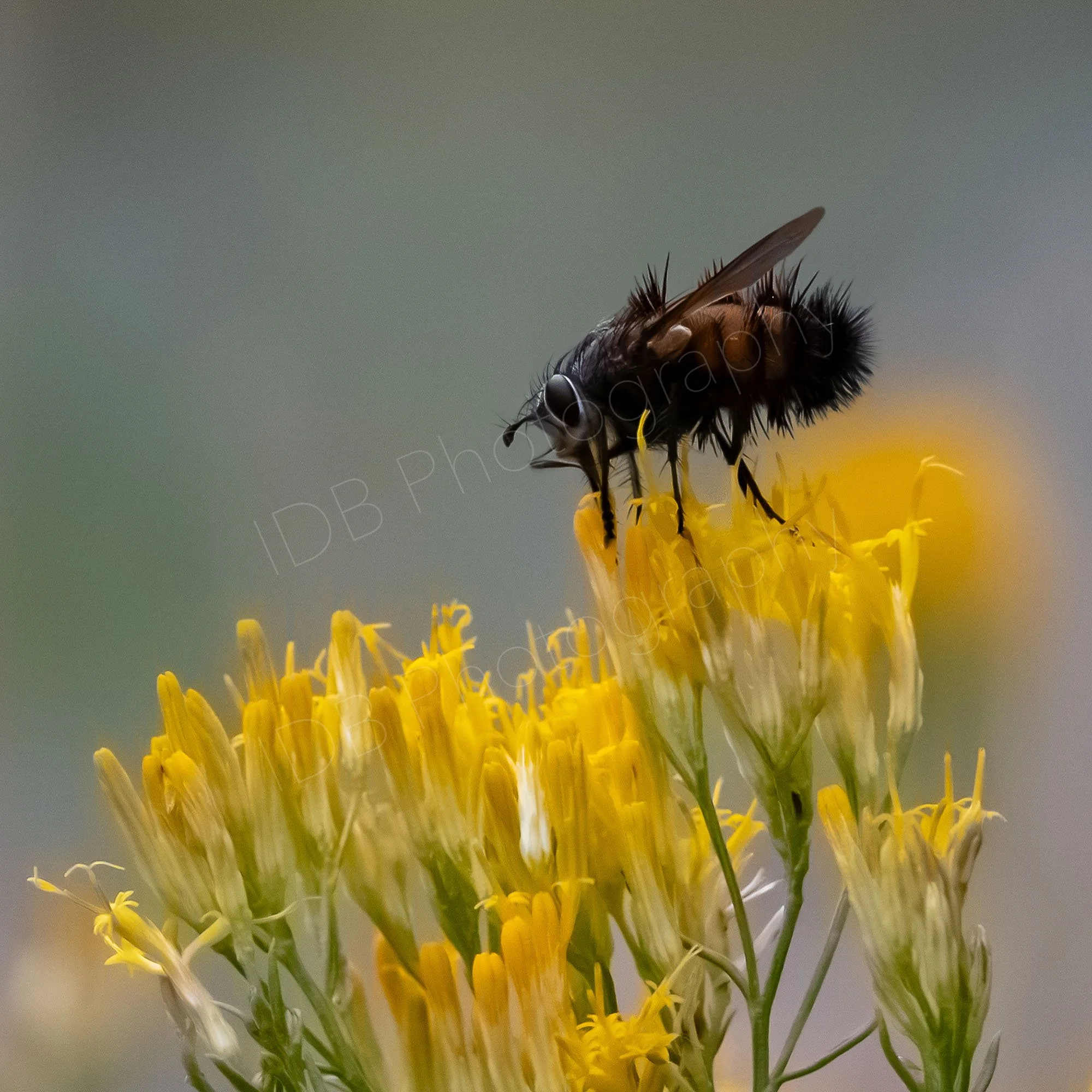 Spiny Tachina Fly (Paradejeania rutilioides) on  a Rubber Rabbitbrush shrub (Ericameria nauseosa), subtle bokeh background. Zion National Park, Utah.