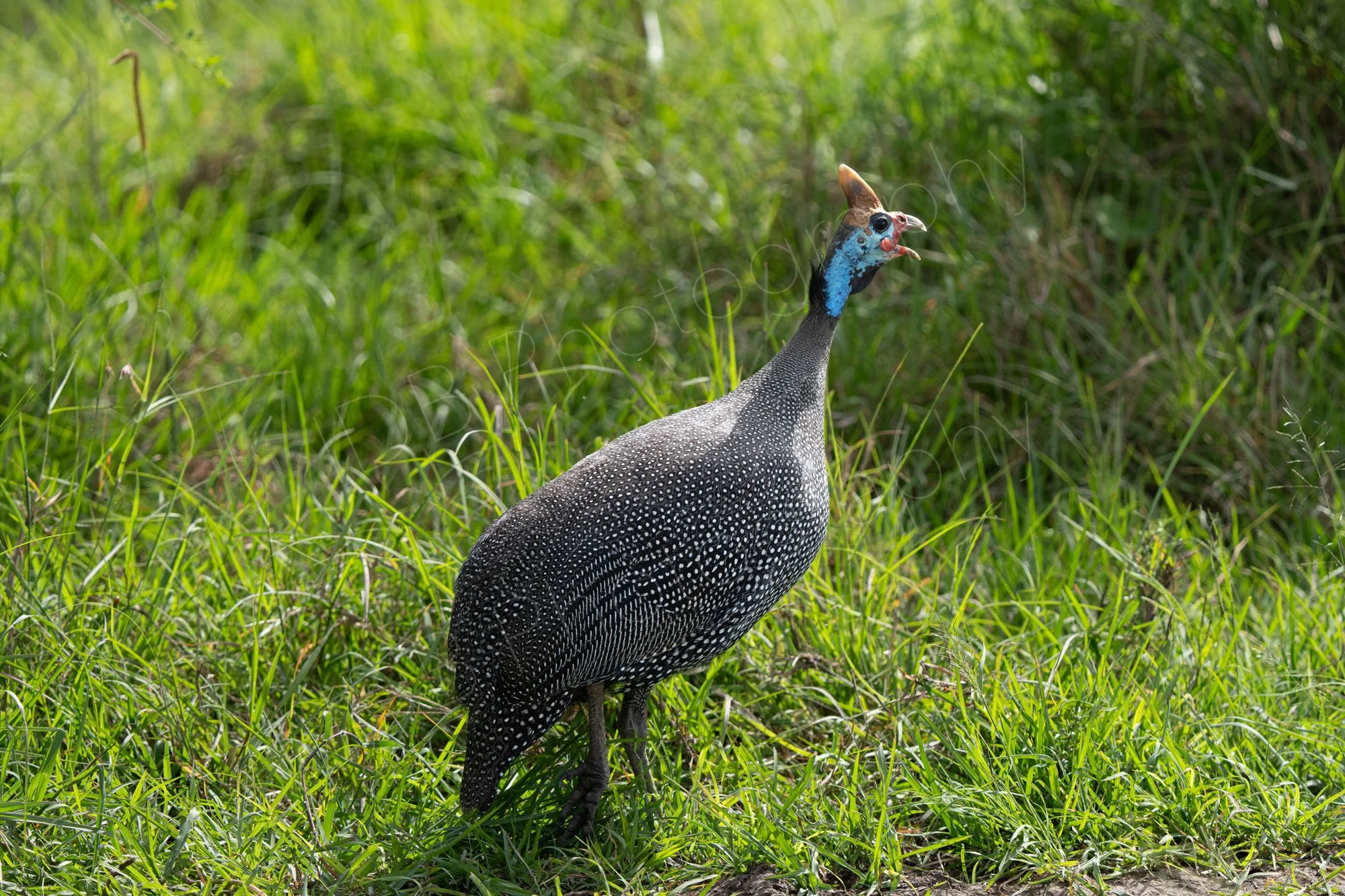 Helmetted Guinea-fowl (Numida meleagris) on area of green grass in Masai Mara, Kenya.