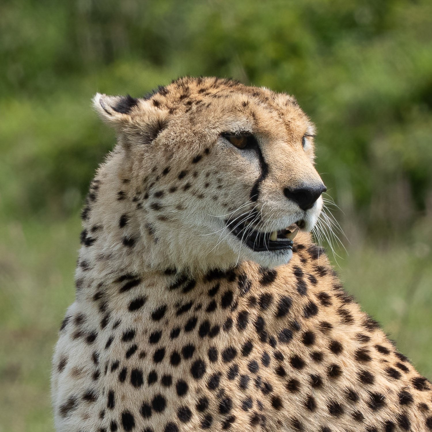 Cheetah close-up, MasaiMara, Kenya, 