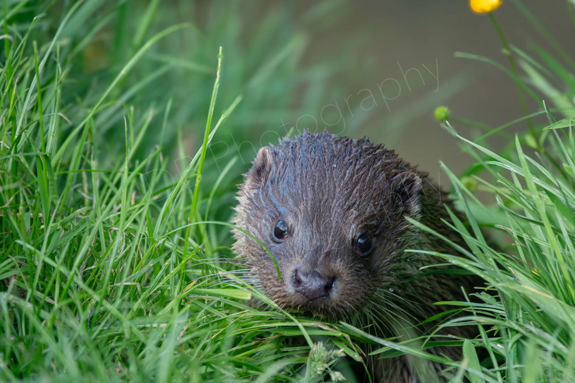 Otter emerging from a lake at East Sussex, UK.