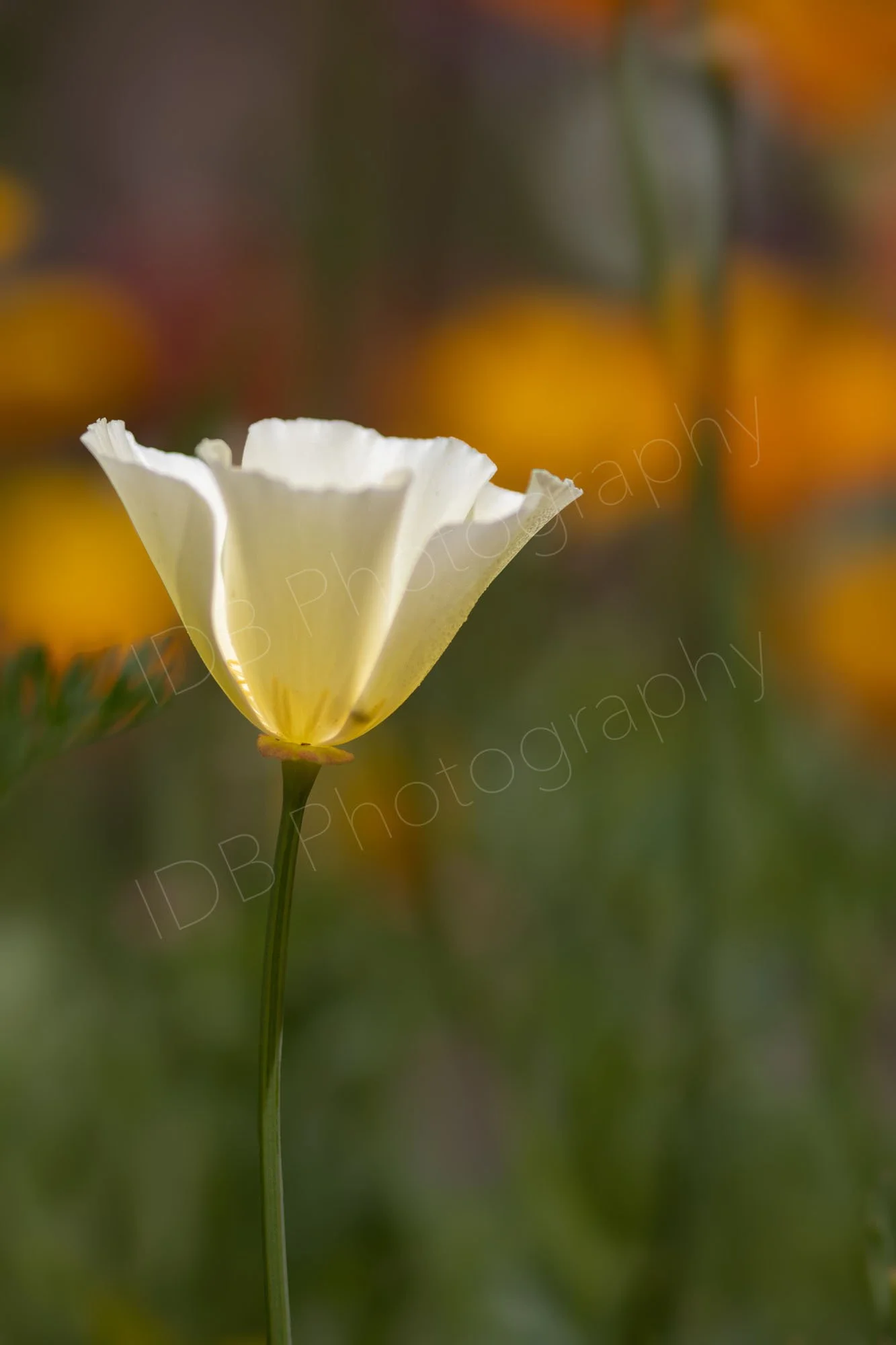 White Californian poppy (Eschscholzia californica var. alba) with the orange variety out of focus in the background. Kent, UK.