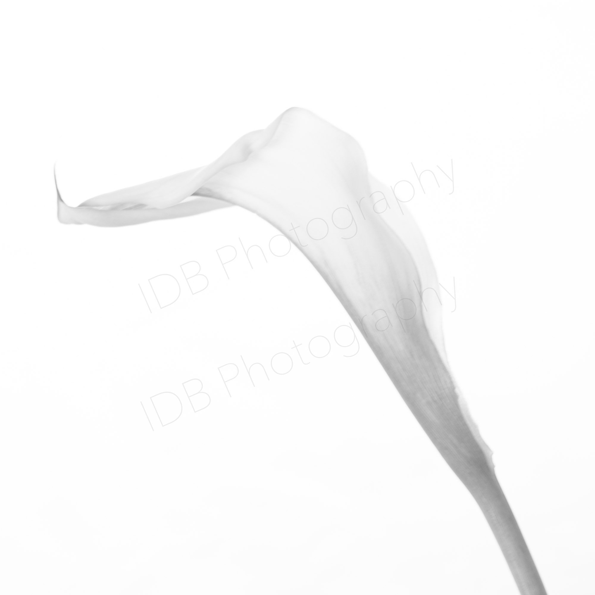 A black and white close-up of a diagonally oriented white calla lily spathe against a white background.