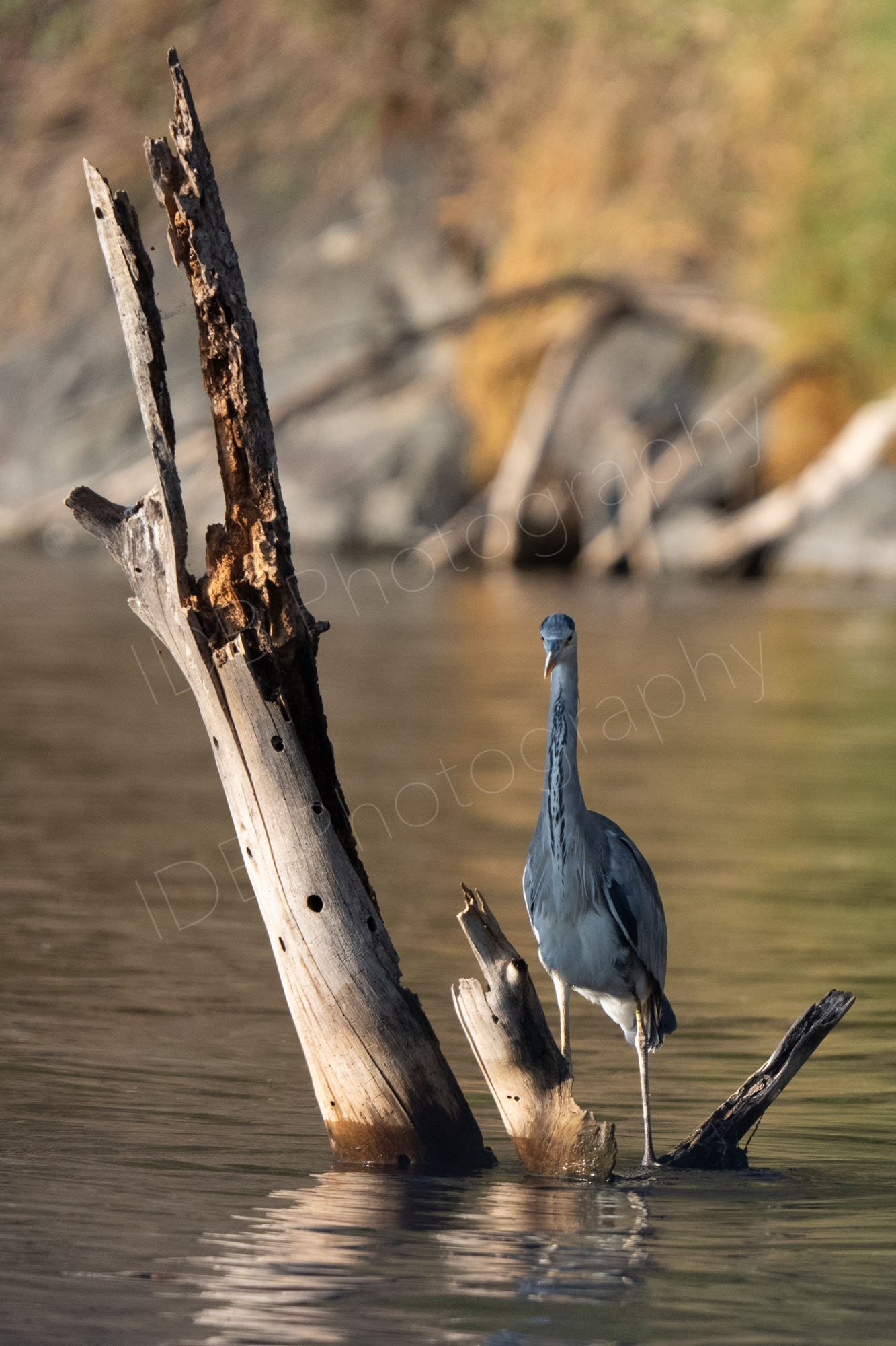 An African Darter bird (Anhinga rufa) standing in water at the base of a submerged dead tree trunk in Lake Nakuru, Kenya.