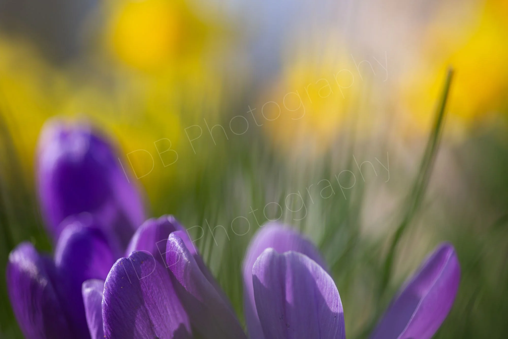 An abstract image with  tips of purple crocus (Crocus vernus) with petals in focus in the foreground and yellow daffodils out of focus behind. Kent, UK.