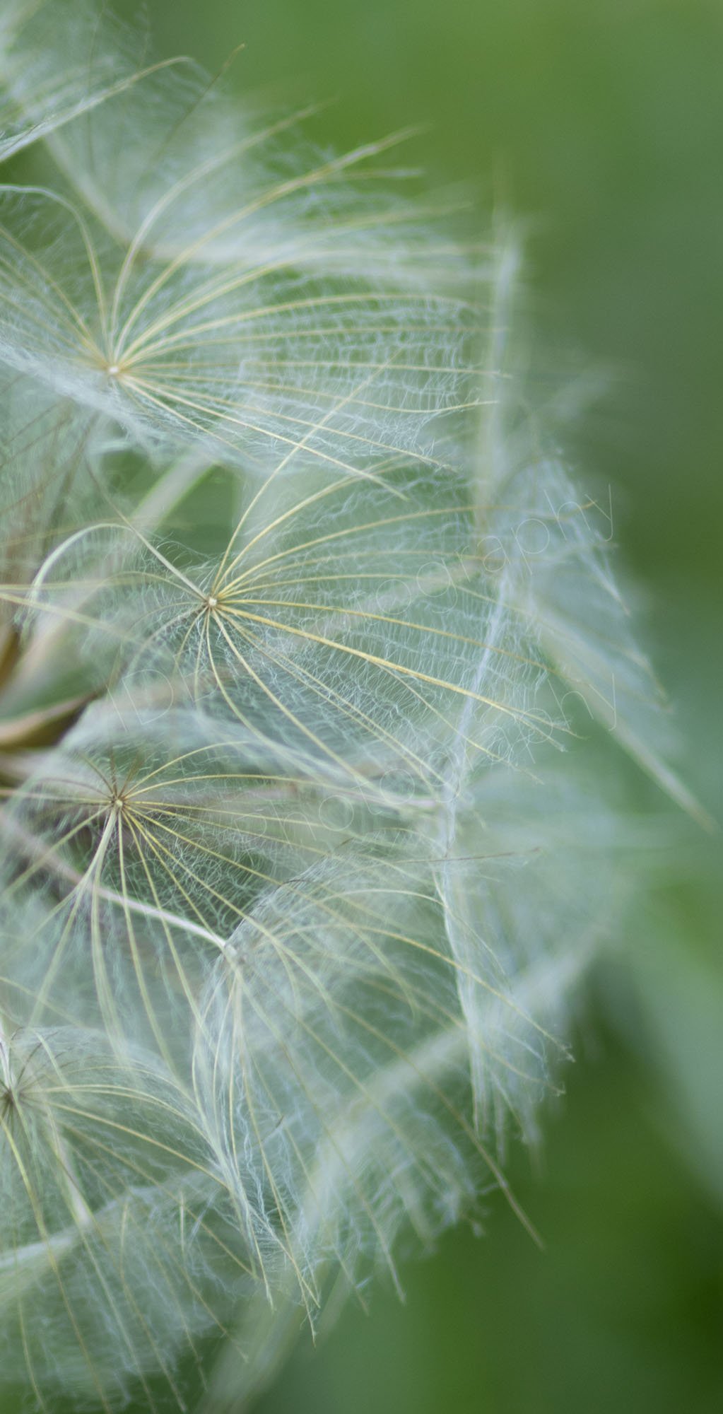 The other main section of the seed head of Salsify /Goat's Beard (Tragopogon porrifolius). 