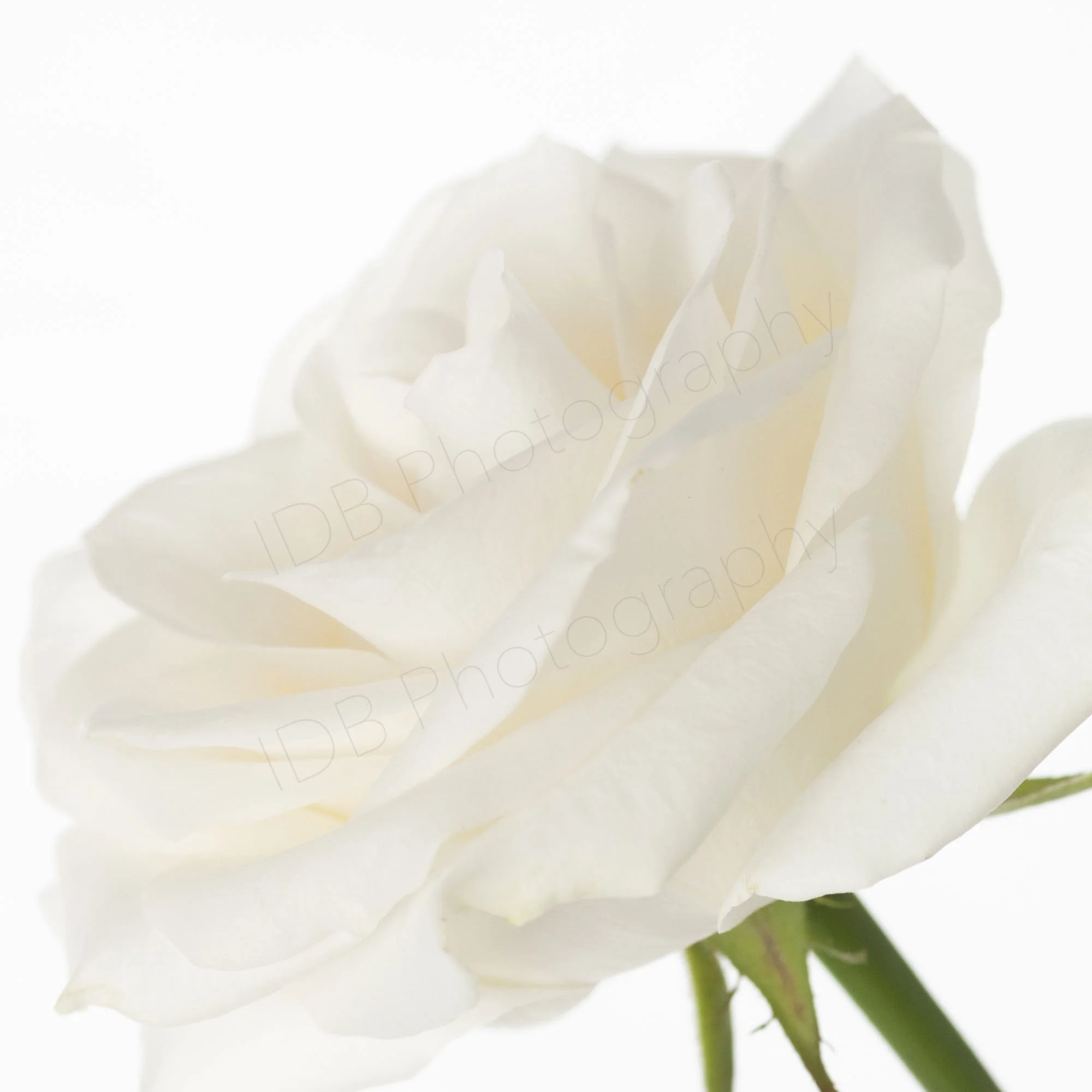 A high-key image of a white rose (Rosa) in bloom, diagonally oriented.