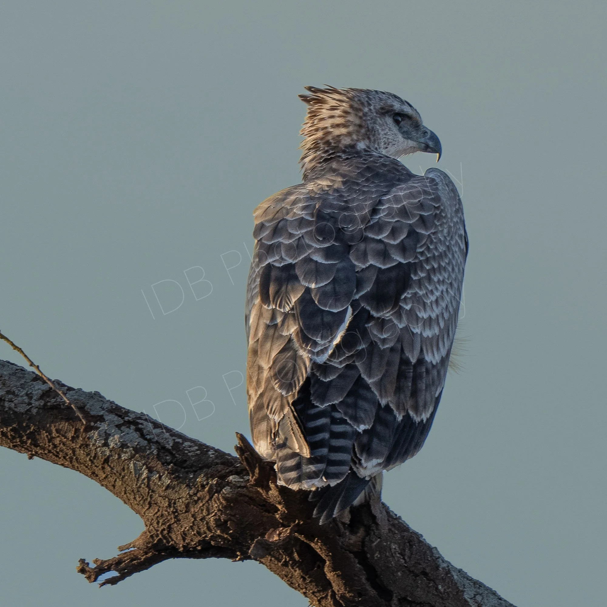 Immature Martial Eagle  (Polemaetus bellicosus) sitting on a tree branch at Lake Nakuru, Kenya. Enhanced grey background.
