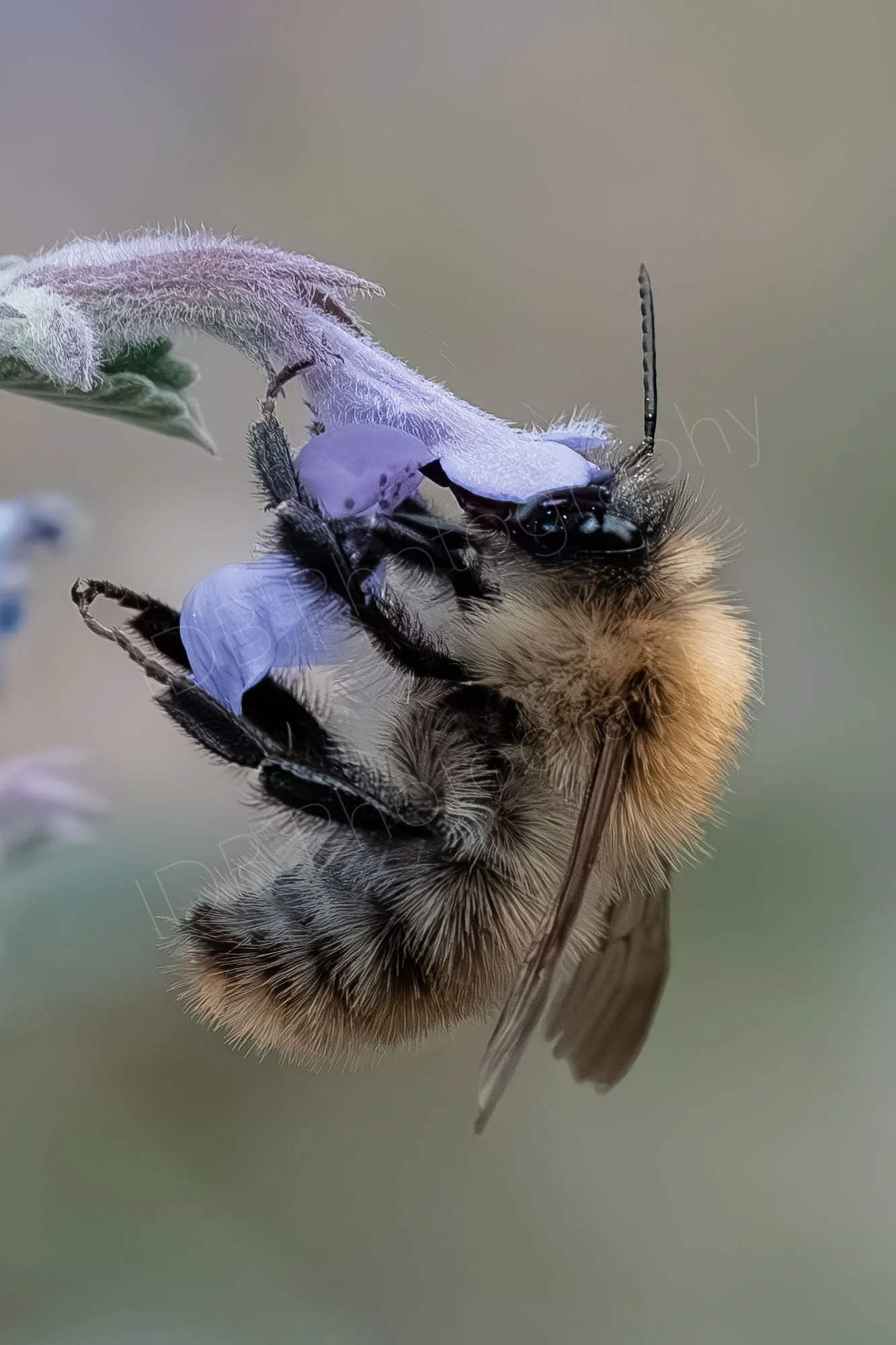 A macro image of a Common Carder Bumblebee (Bombus pascuorum) feeding on a Nepeta flower; subtle bokeh background, Gloucestershire, UK.