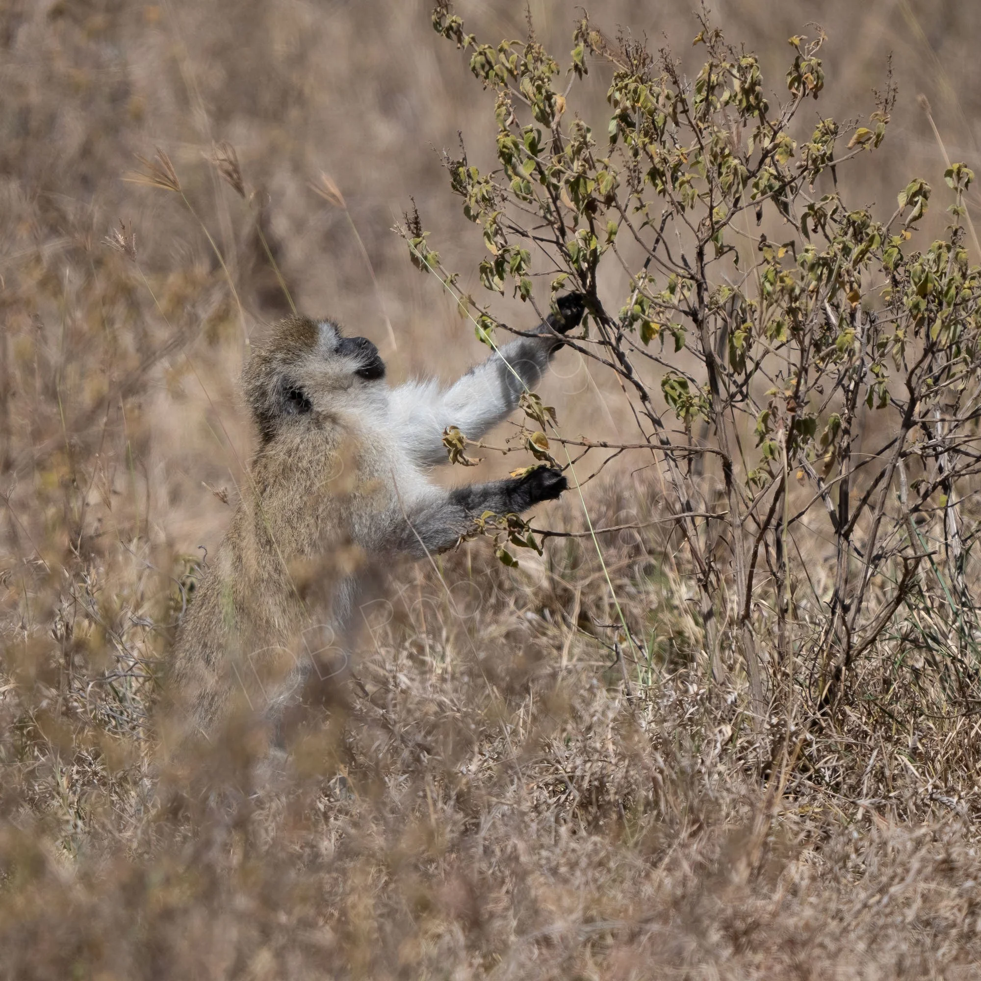 Velvet monkey camouflaged by undergrowth picking leaves off a bush, Lake Nakuru, Kenya.