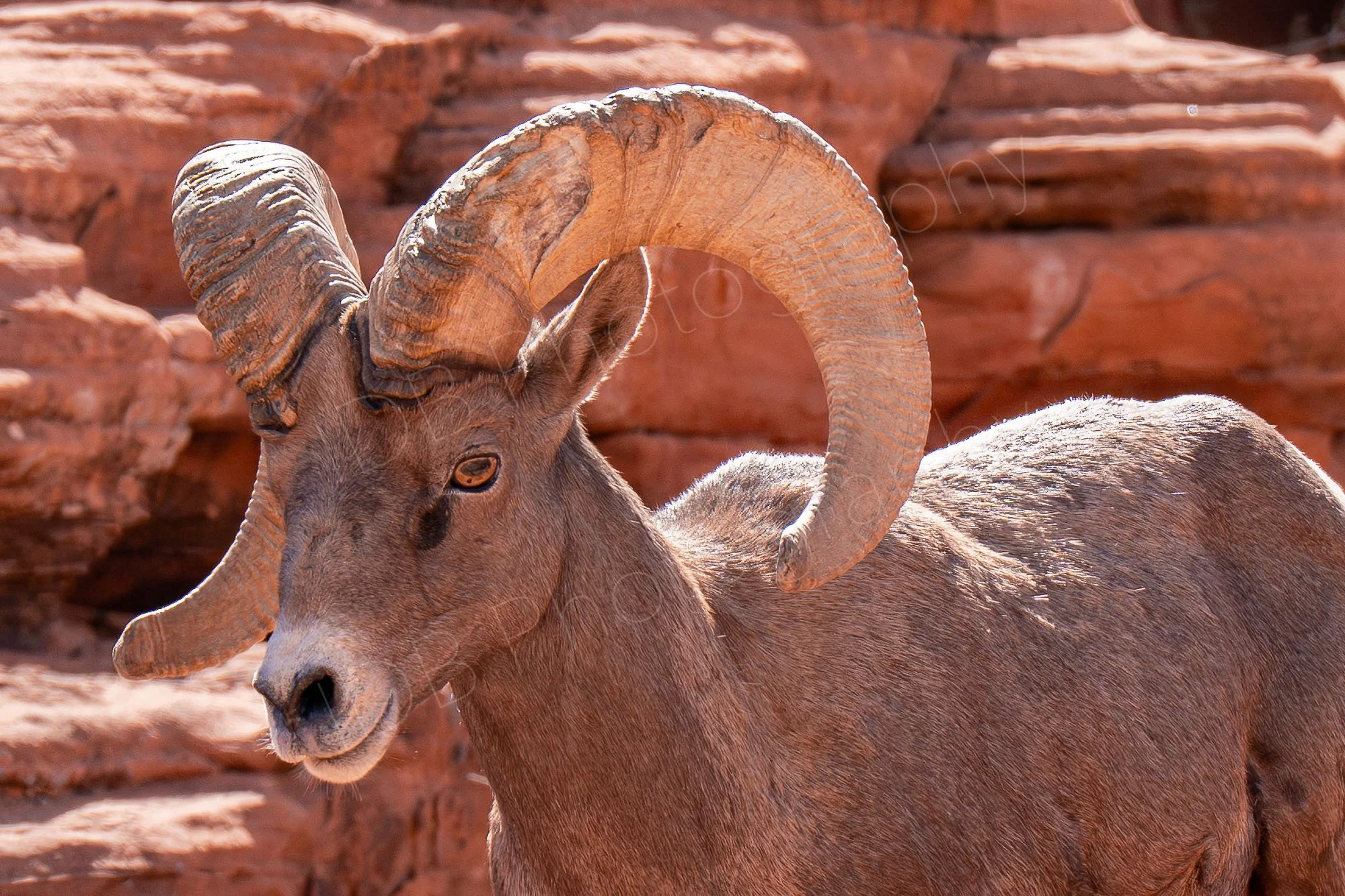 A close up of a Bighorn sheep with large curved horns and rocky backdrop. Valley of Fire State Park, Nevada, USA.