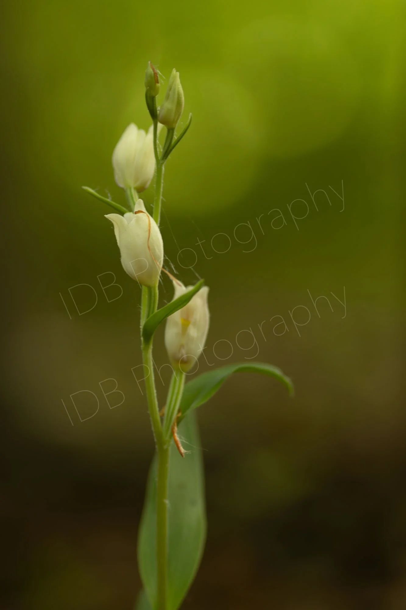 A flower spike of a White Helleborine (Cephalanthera damasonium)with a lovely green, brown bokeh background. Kent, UK.