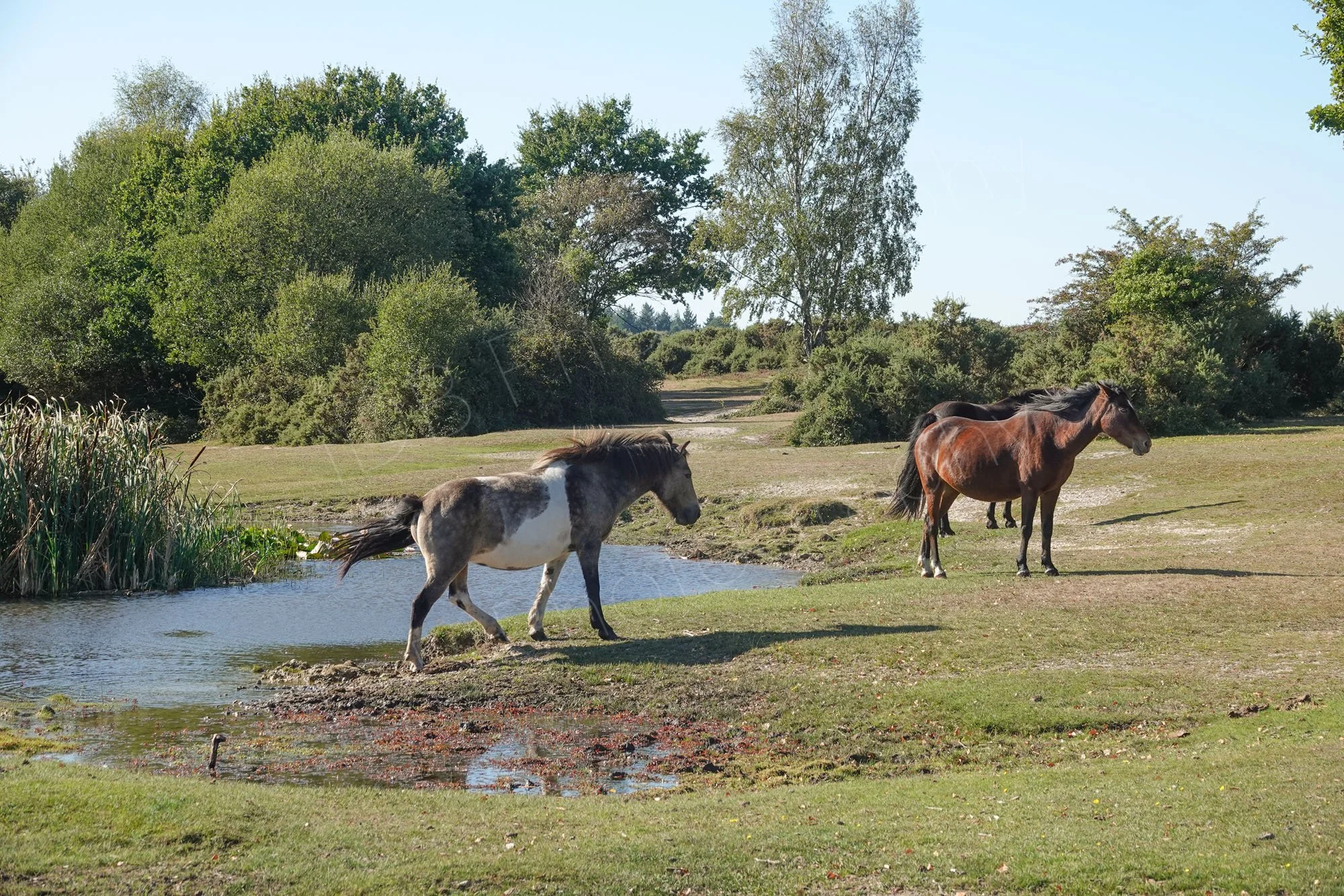 New Forest ponies visiting Hatchet Pond, Beaulieu, Hampshire. Grassland, gorse and trese can be seen beneath a pale blue sky.