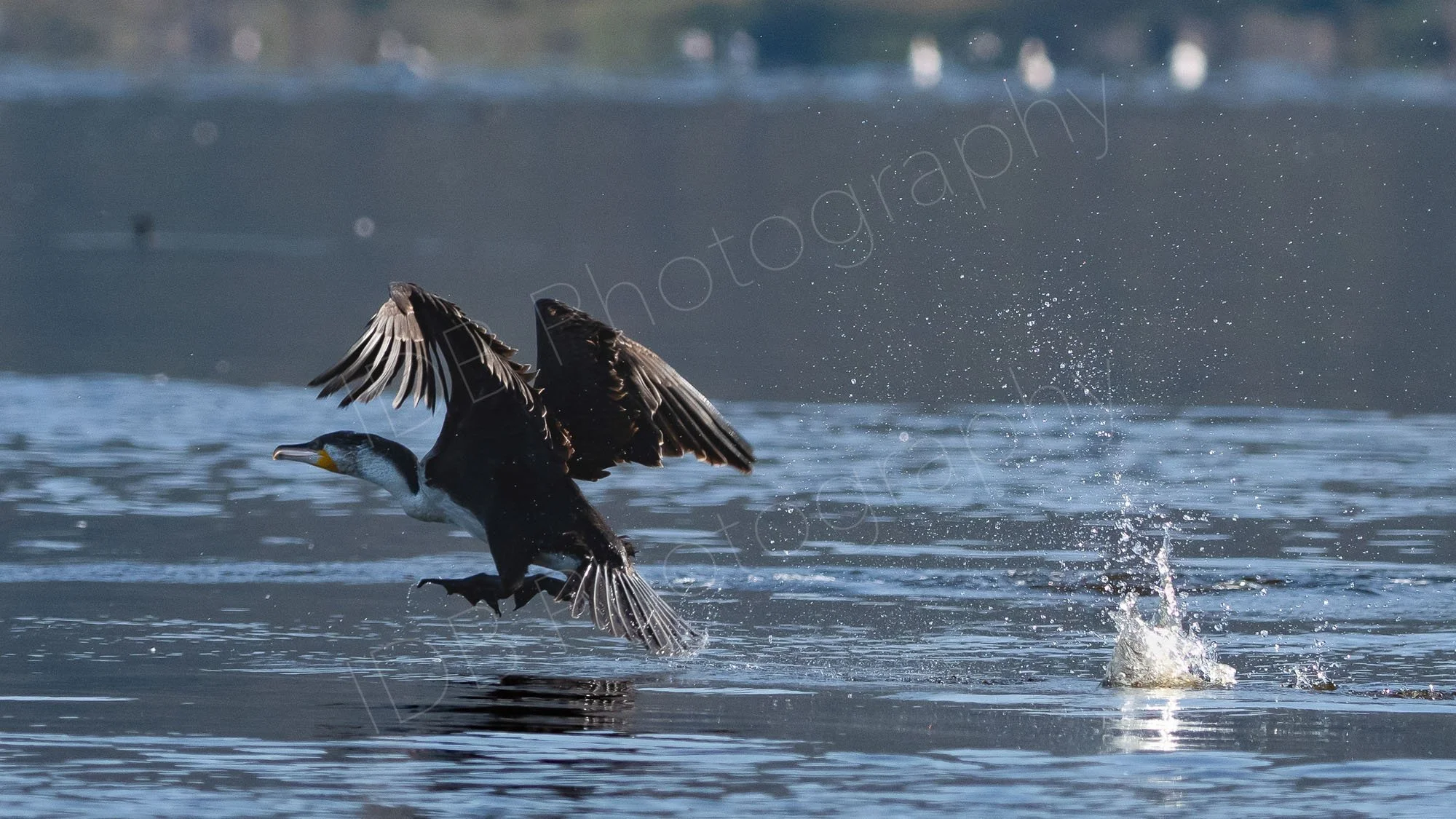 White-Breasted (Great) Cormorant (Phalacrocorax carbo lucidus) taking off from the water with large splashes at Lake Nakuru, Kenya.