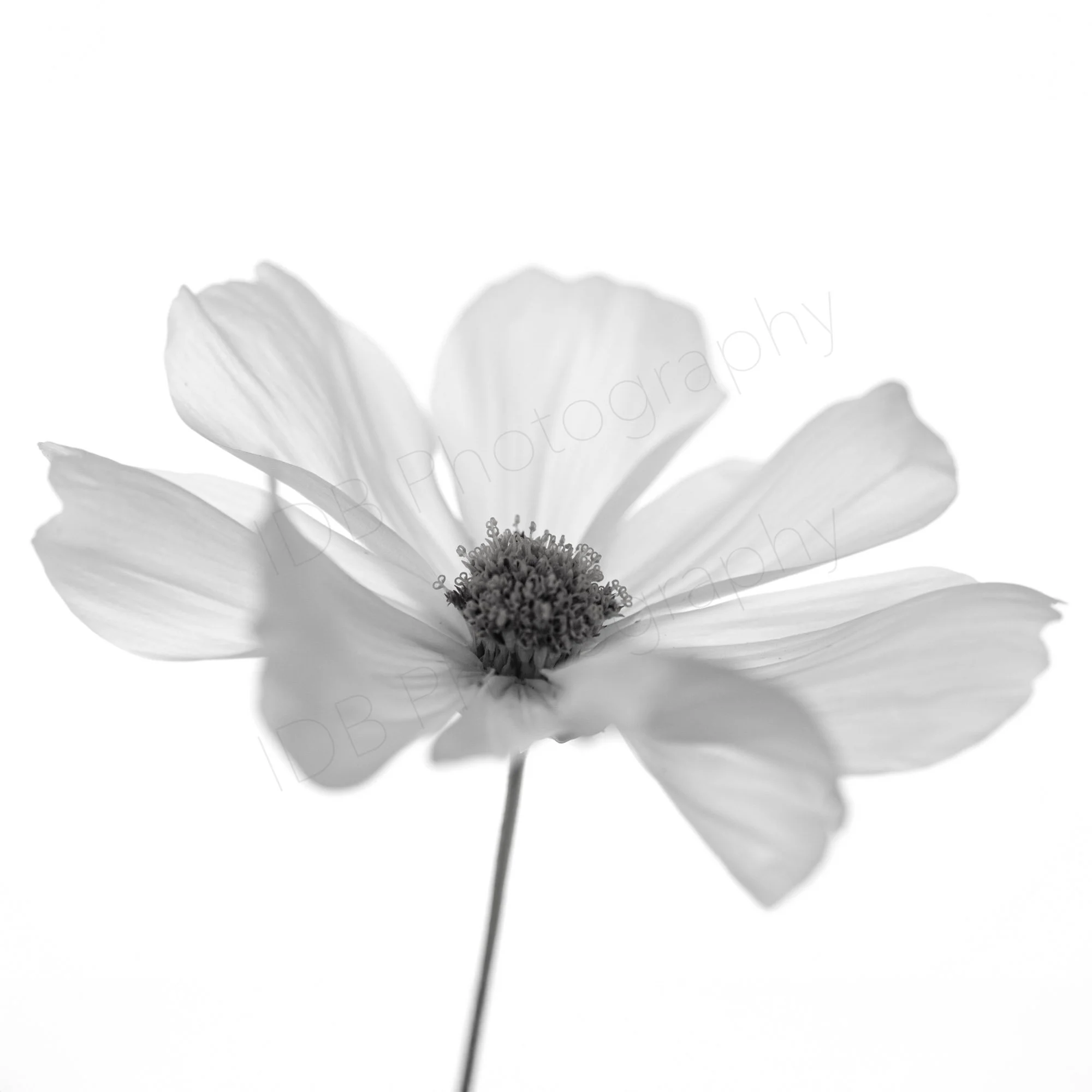 A black and white image of a white Cosmos Bipinnatus flower with delicate petals and  central stamens, against a plain white background.