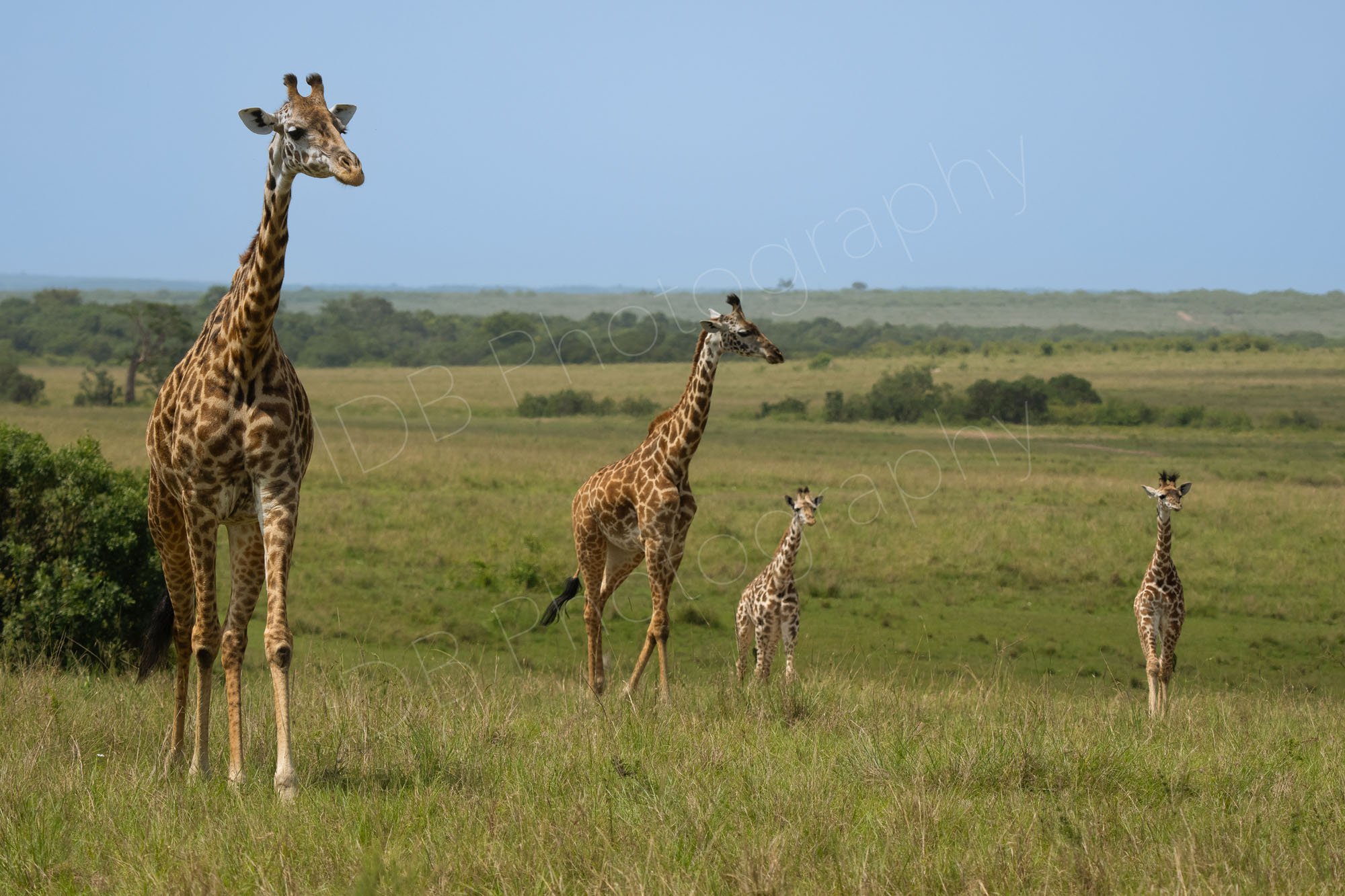 Four Masai giraffe walking in an oblique line in the Masai Mara, Kenya.