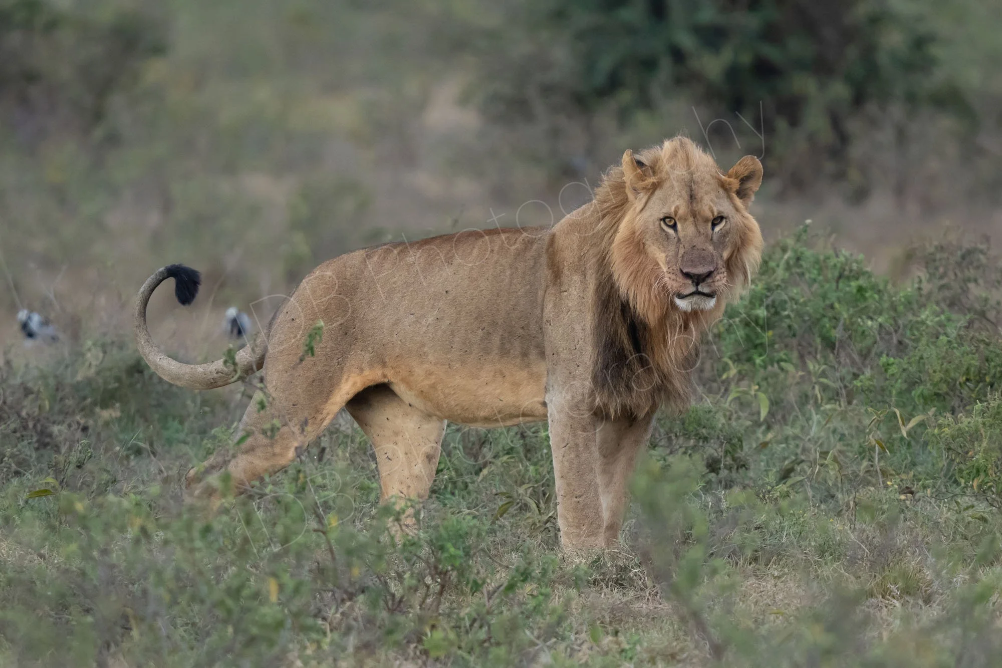 Handsome male lion with shrubland backdrop, Lake Nakuru, Kenya.