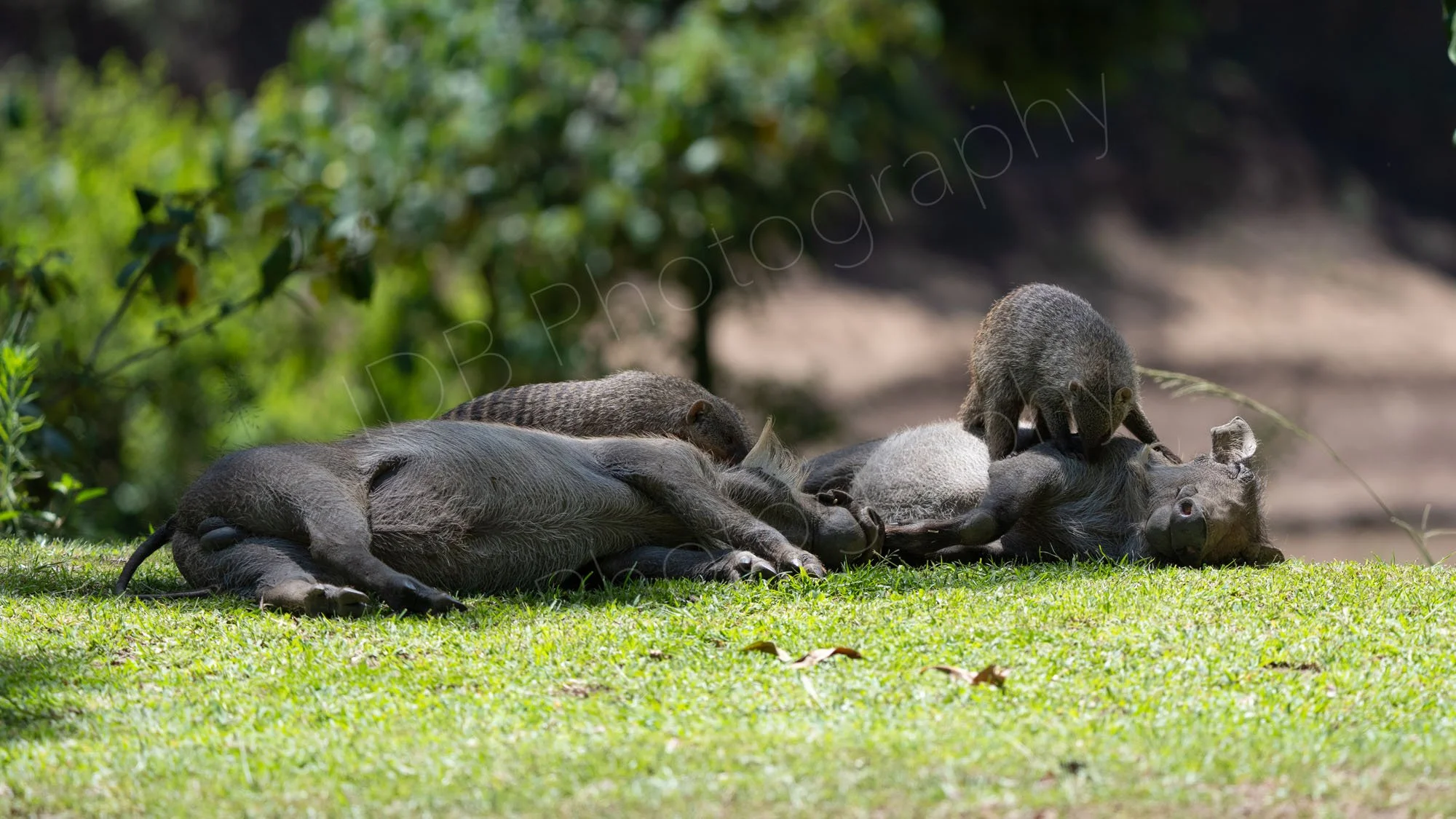 Warthogs lying down on grass with Banded Mongooses climbing over them in Masai Mara , Kenya.